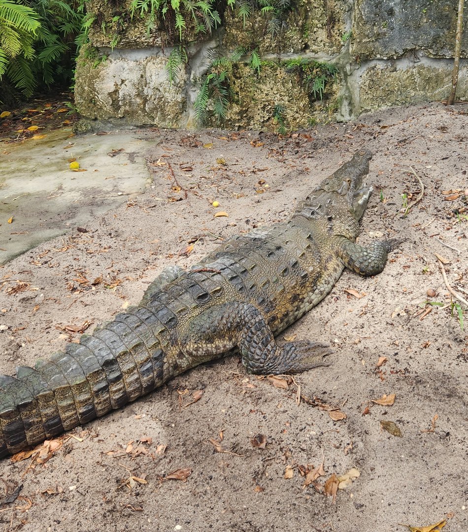 Everglades Outpost - American Crocodile