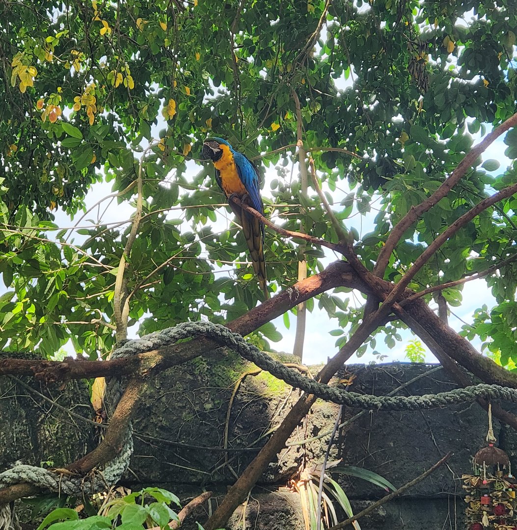 Everglades Outpost - Blue-yellow Macaw