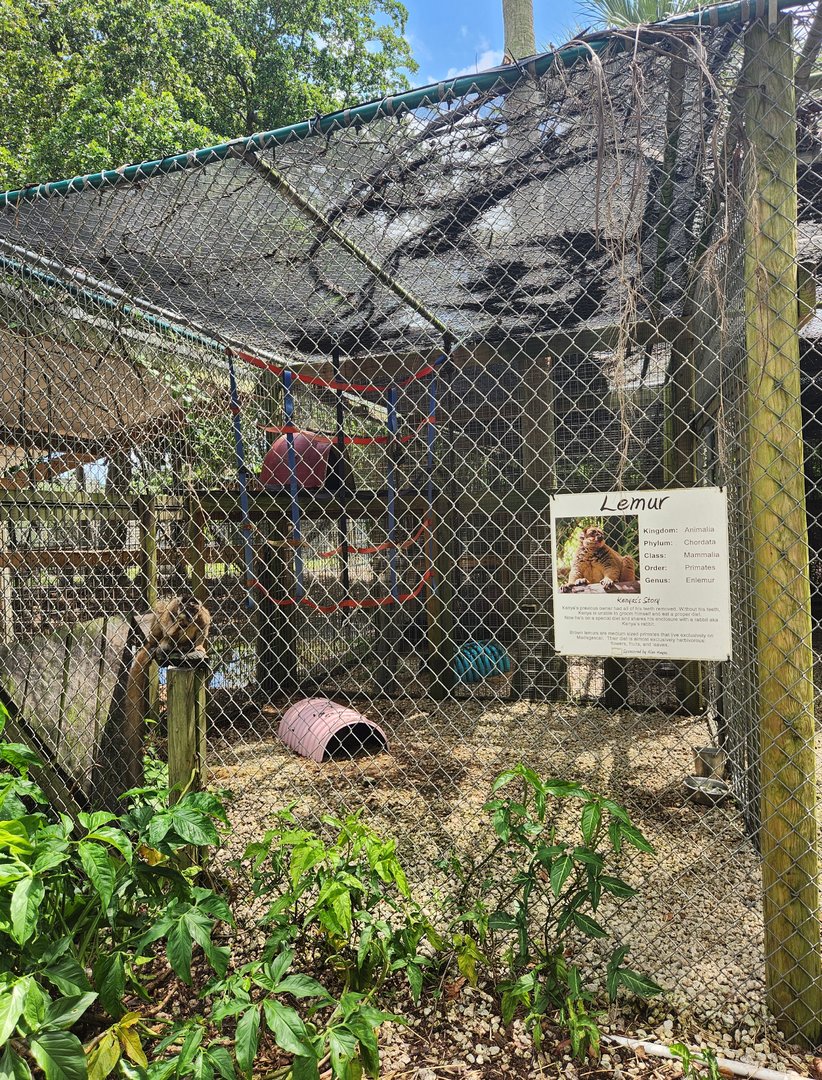 Everglades Outpost - Brown Lemur