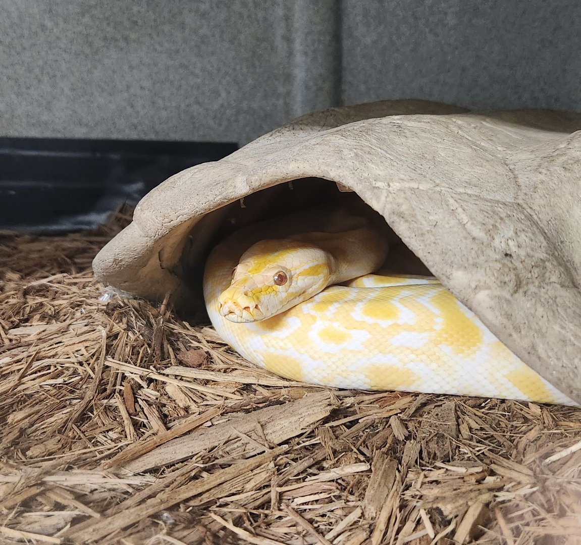 Everglades Outpost - Burmese Python