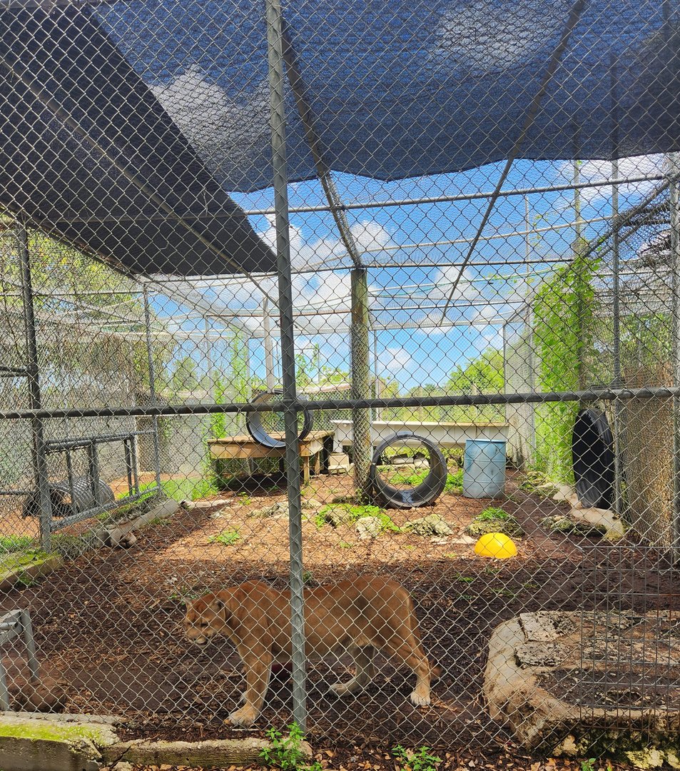 Everglades Outpost - FL Panther exhibit #2
