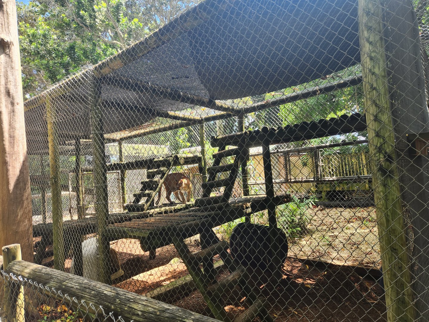 Everglades Outpost - FL Panther exhibit