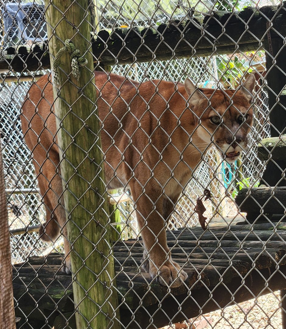Everglades Outpost - Florida Panther
