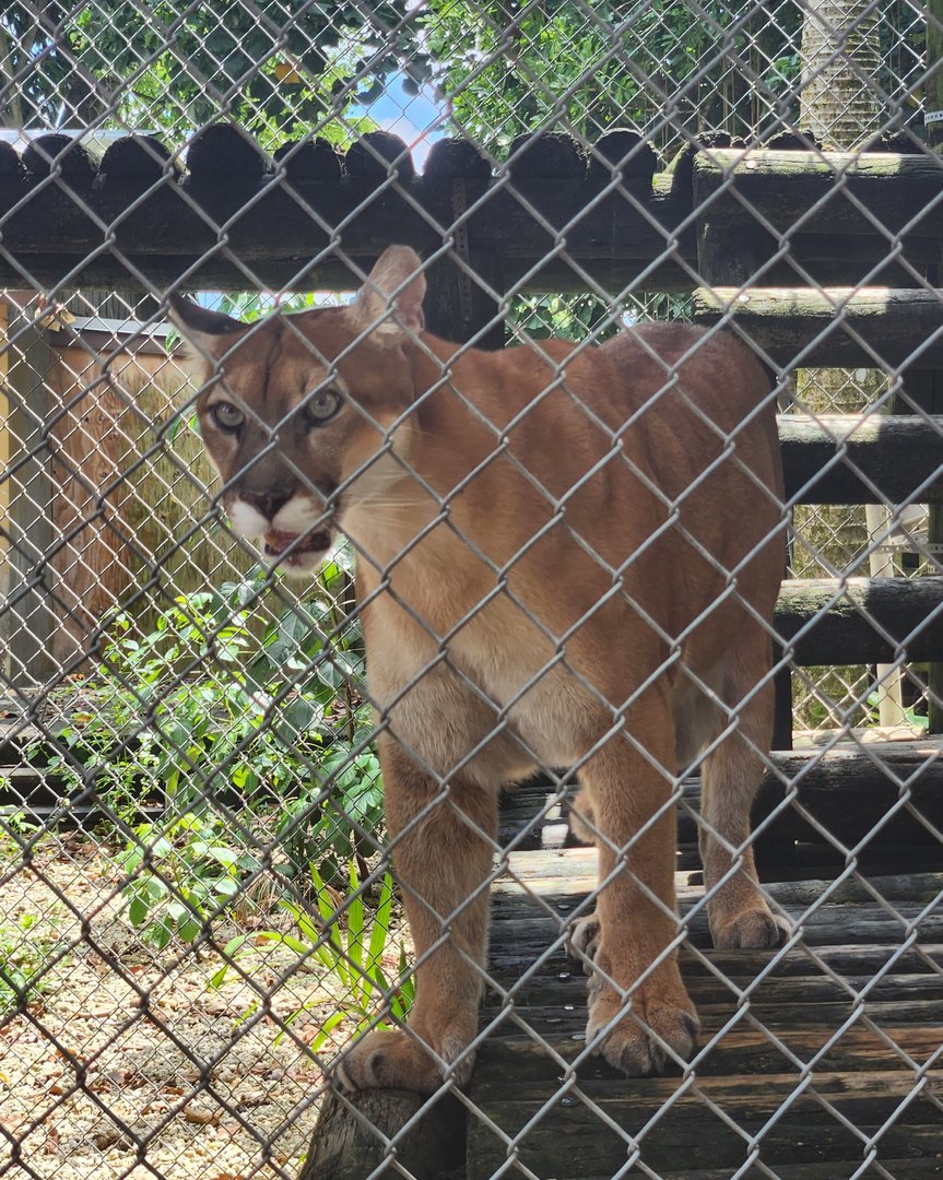 Everglades Outpost - Florida Panther