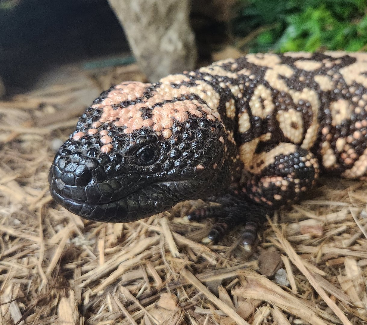 Everglades Outpost - Gila Monster