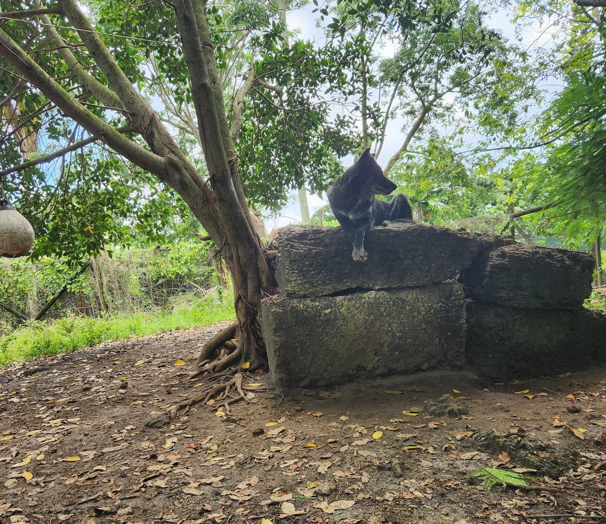 Everglades Outpost - Gray Wolf