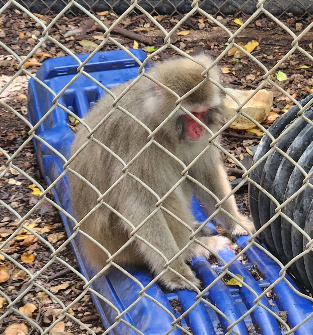 Everglades Outpost - Japanese Macaque