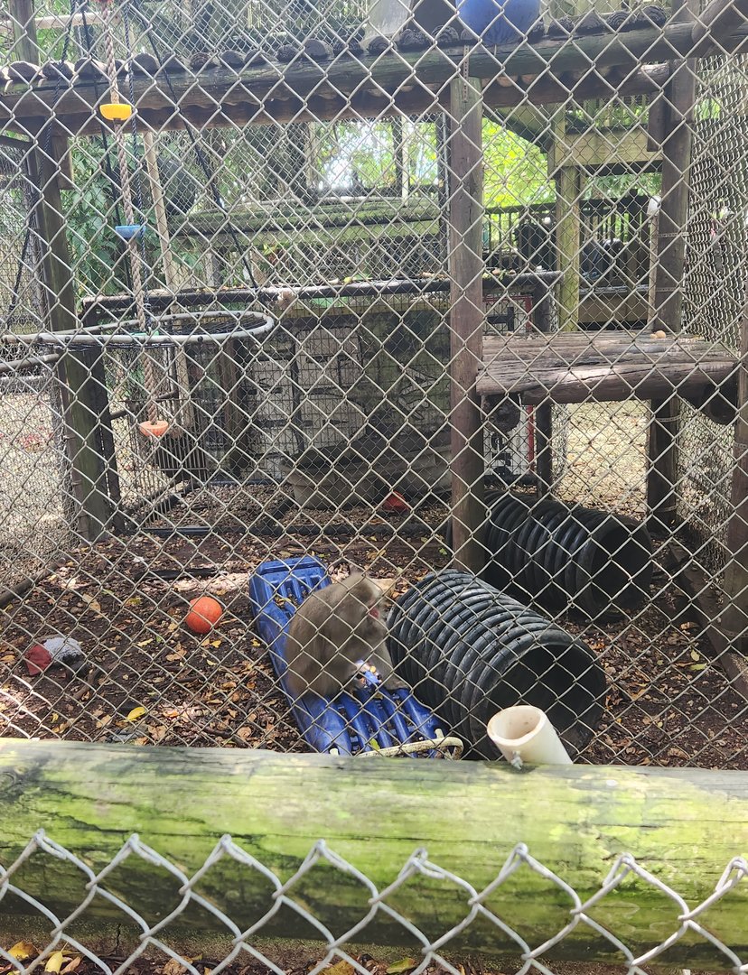 Everglades Outpost - Macaque enclosure