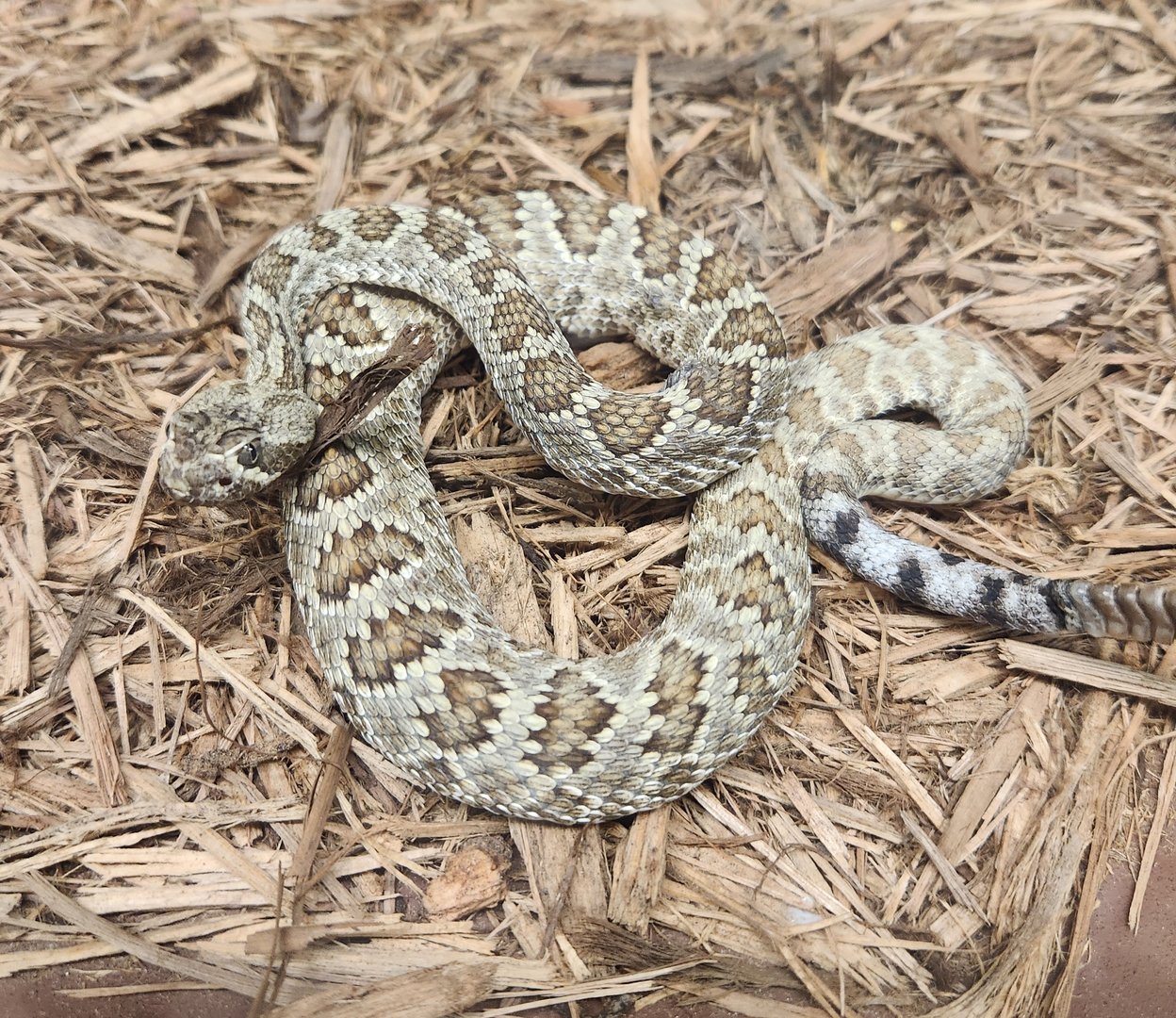 Everglades Outpost - Mojave Rattlesnake