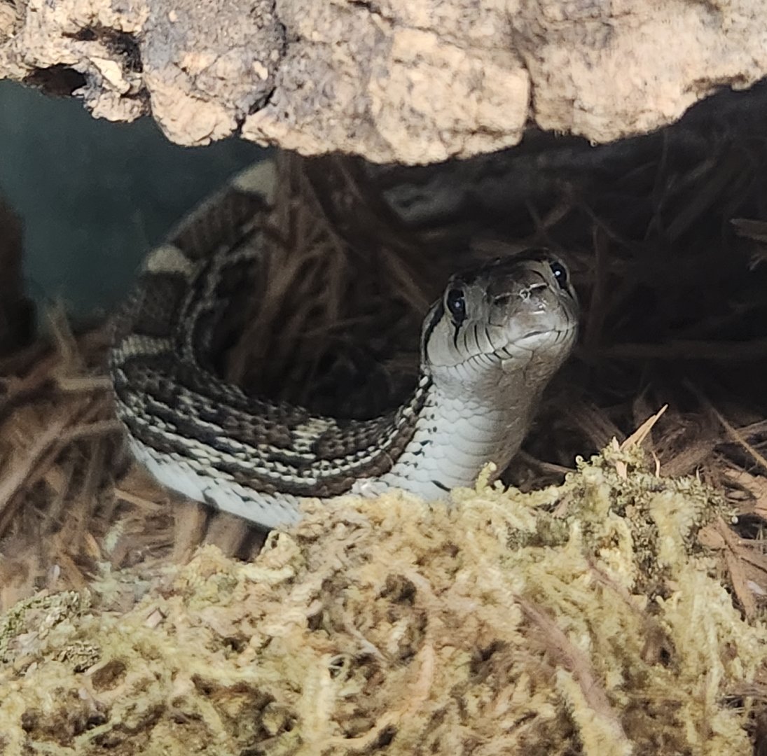 Everglades Outpost - Sonoran Bull Snake