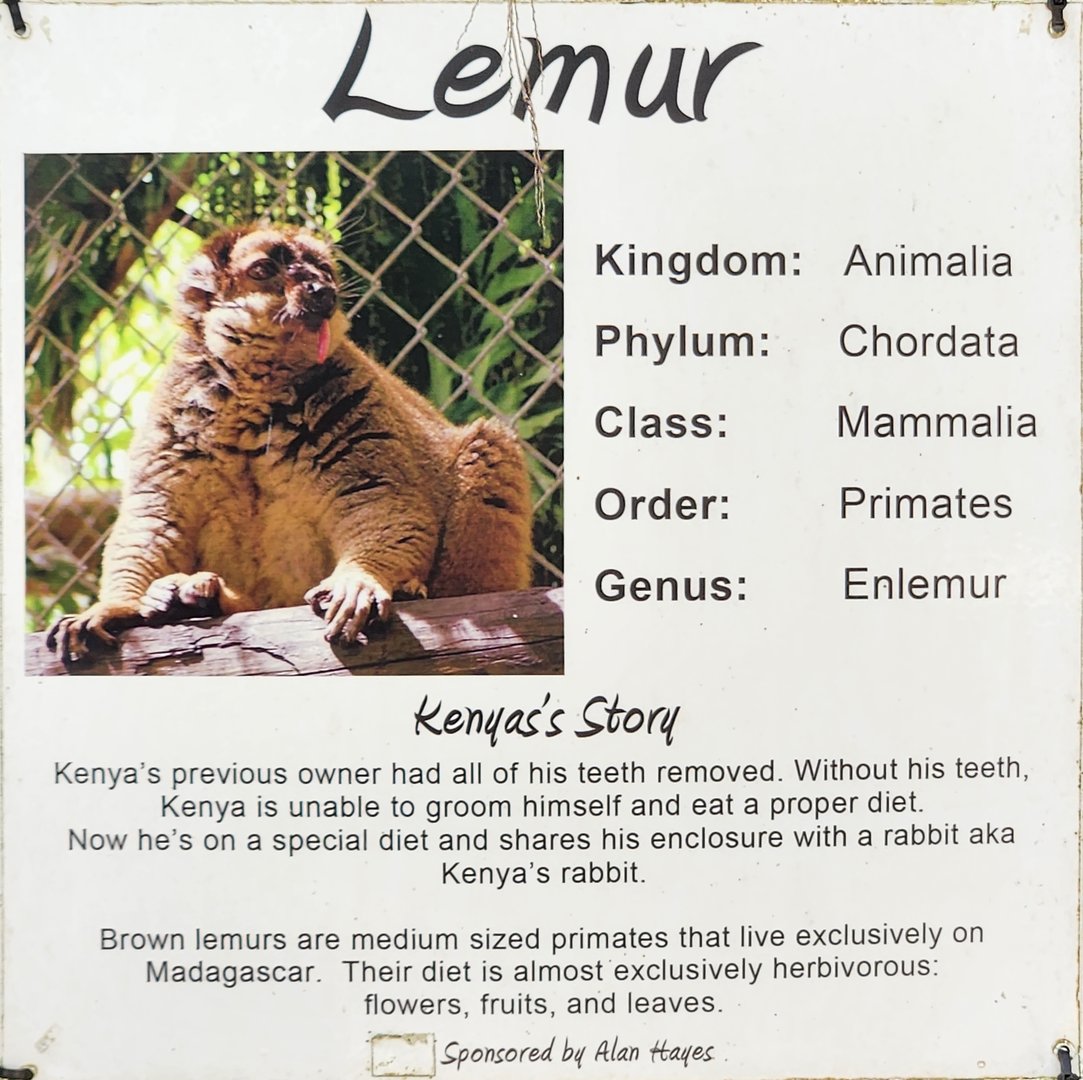 Everglades Outpost - The Very Rare "Enlemur"