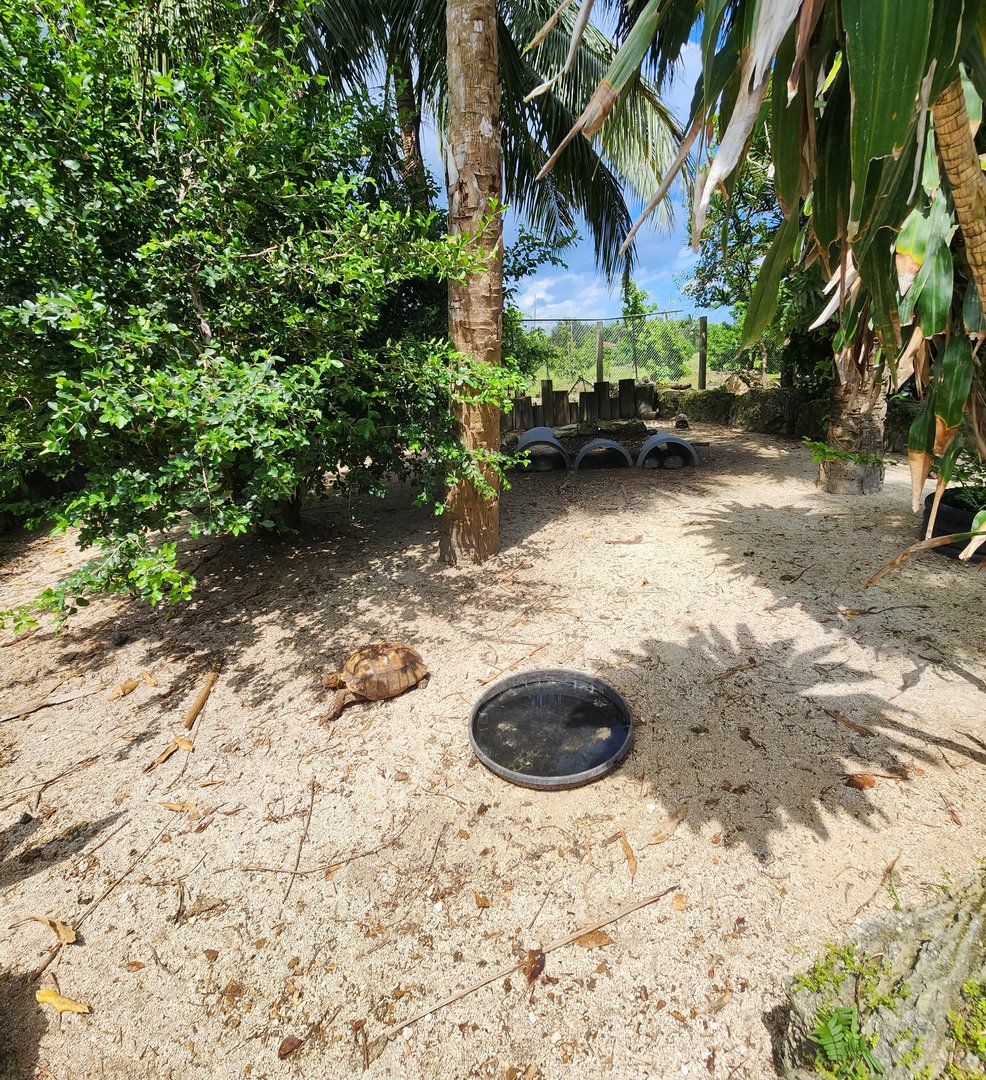 Everglades Outpost - Tortoise yard
