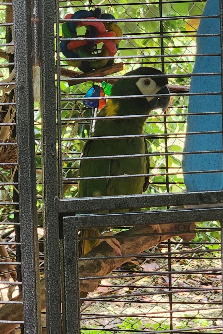 Everglades Outpost - Yellow-collared Macaw