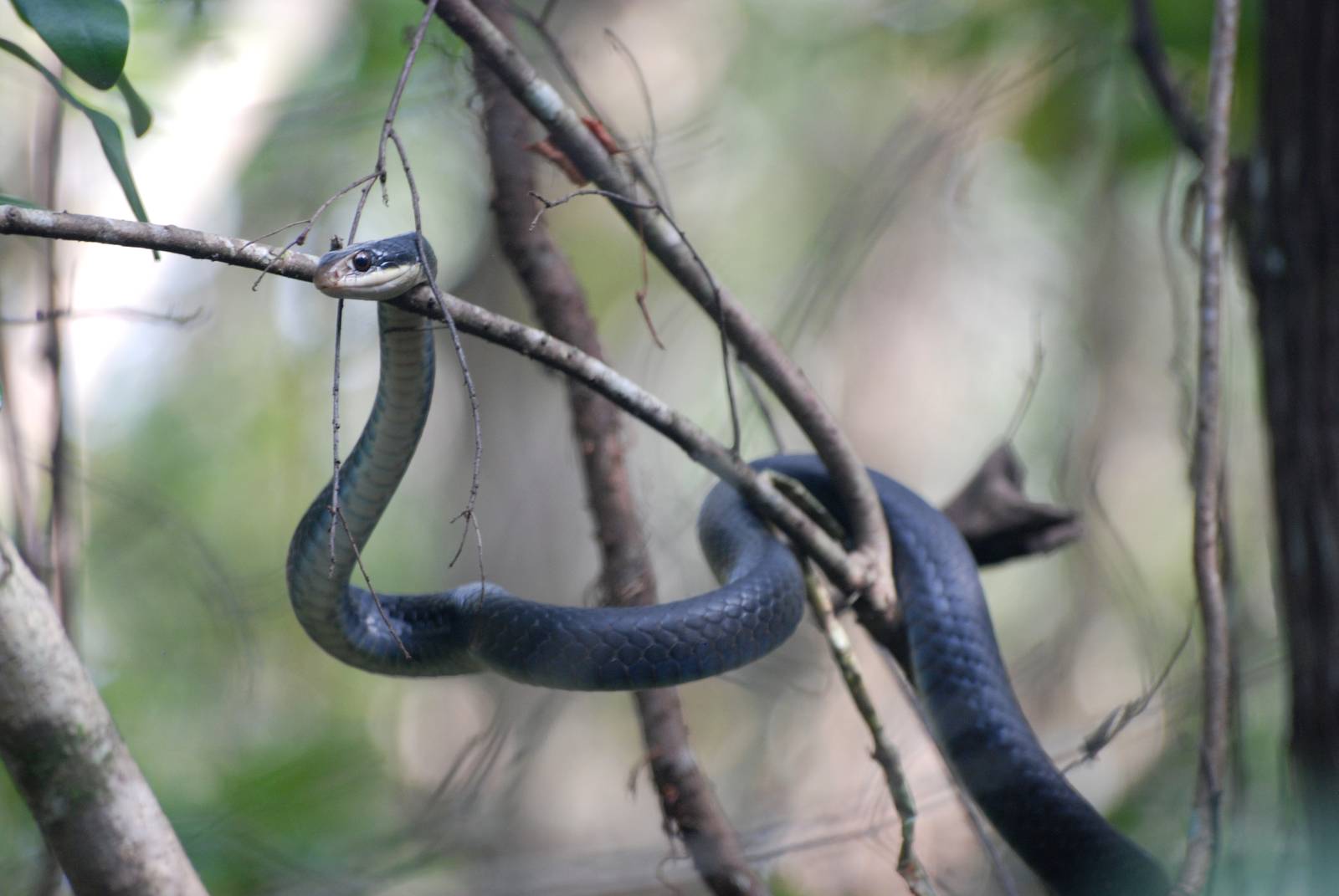 Everglades Racer, Western Everglades/Big Cypress, October 2013
