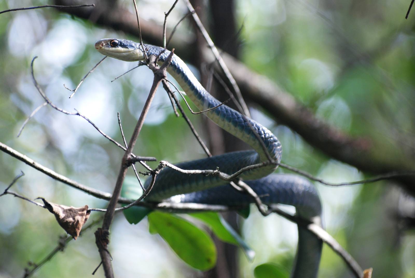Everglades Racer, Western Everglades/Big Cypress, October 2013