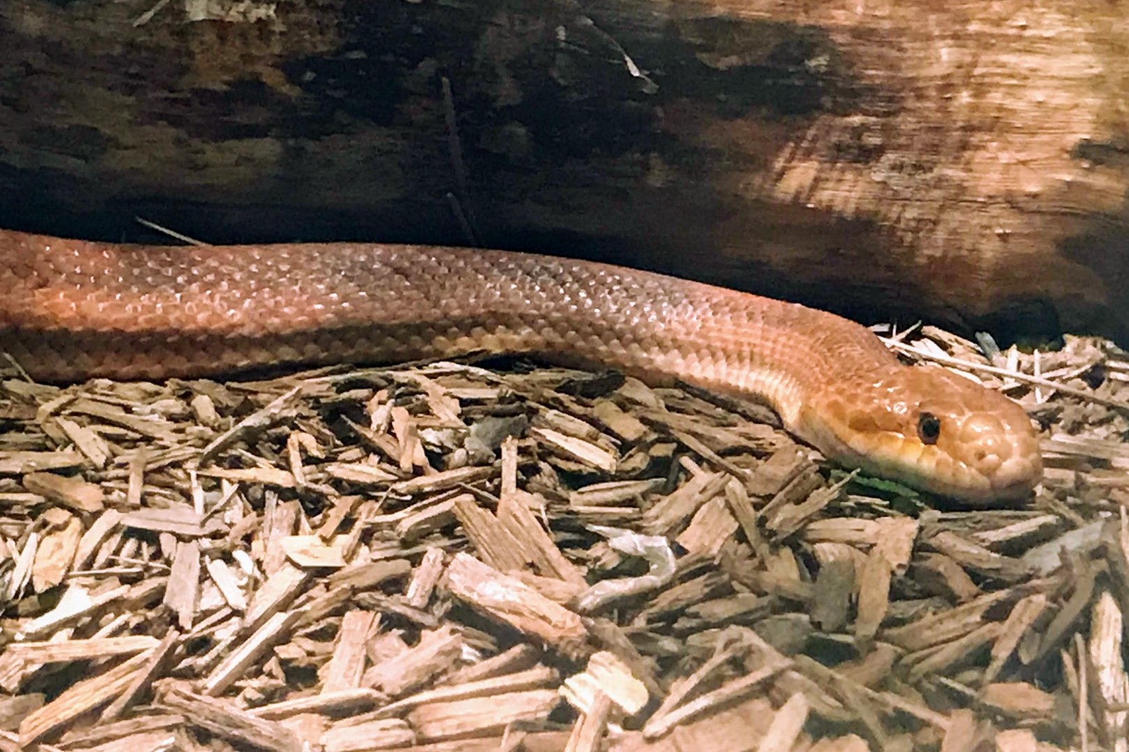 Everglades Rat Snake