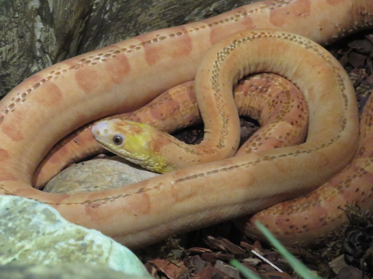 Everglades rat snake