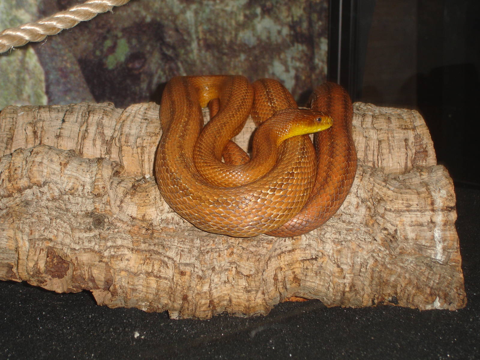 Everglades Rat Snake