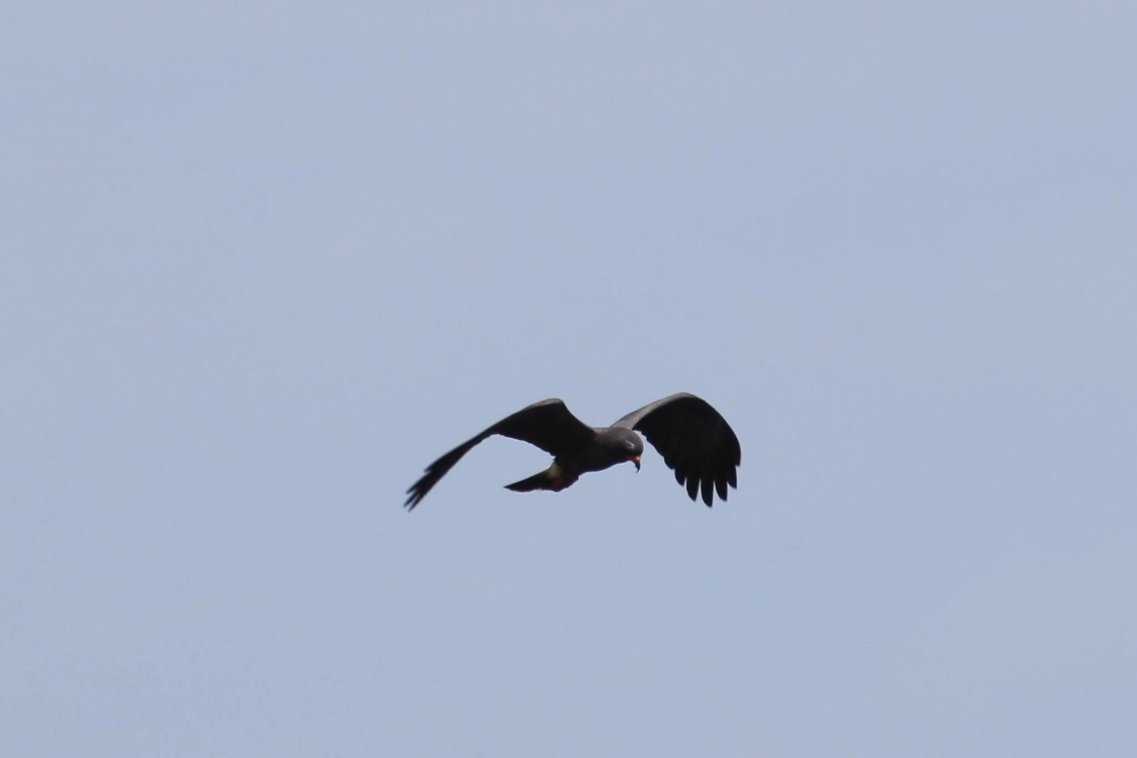 Everglades Snail Kite