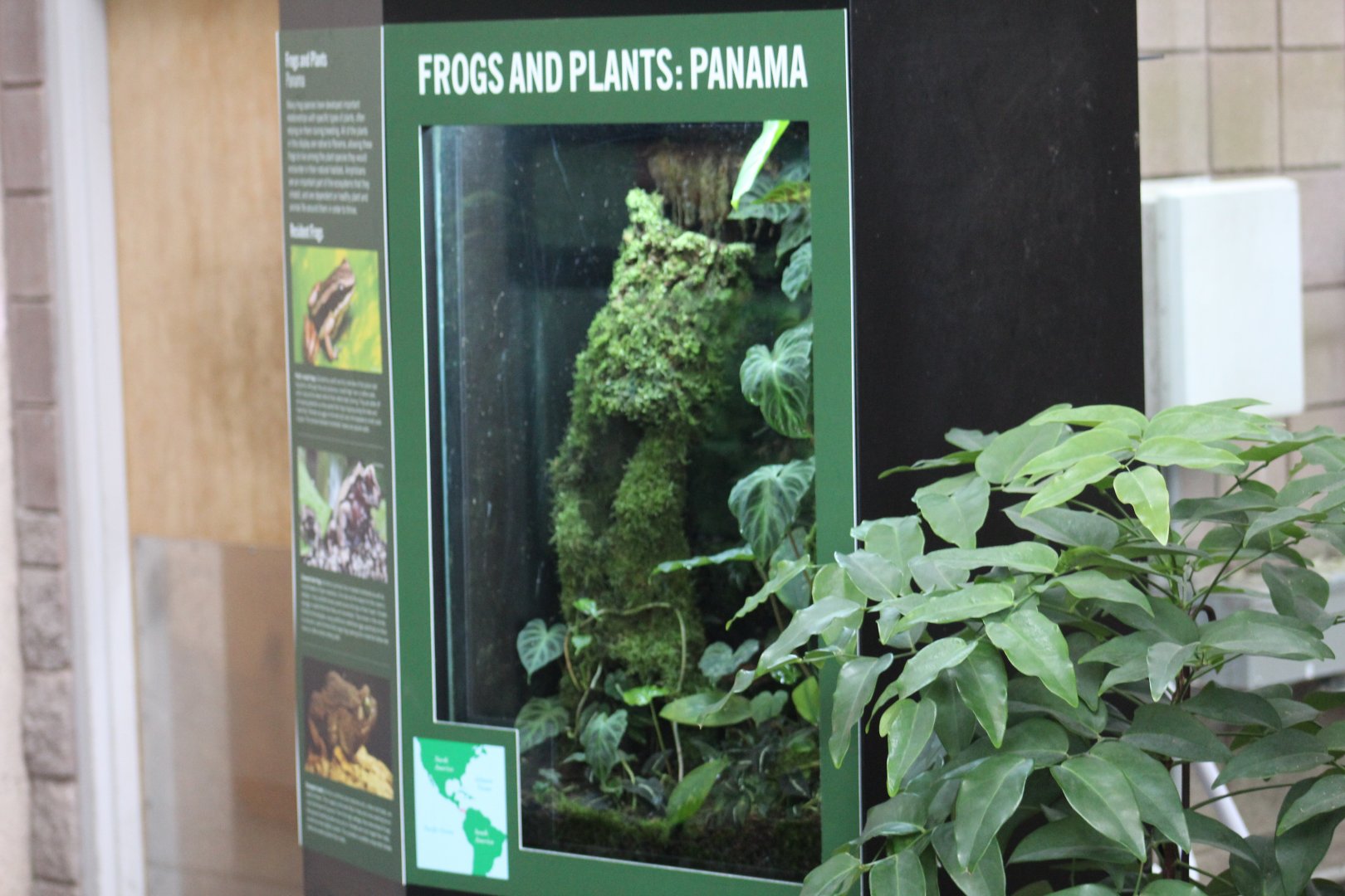 Evergreen Toad & Coronated Treefrog Terrarium