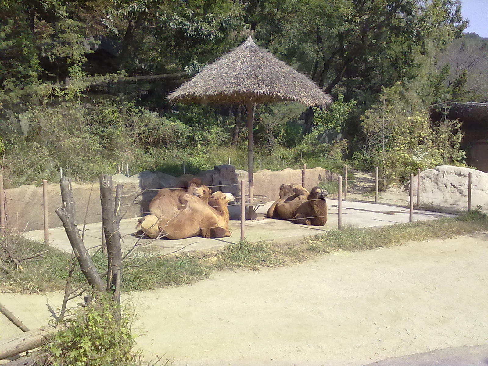 Everland Zoo