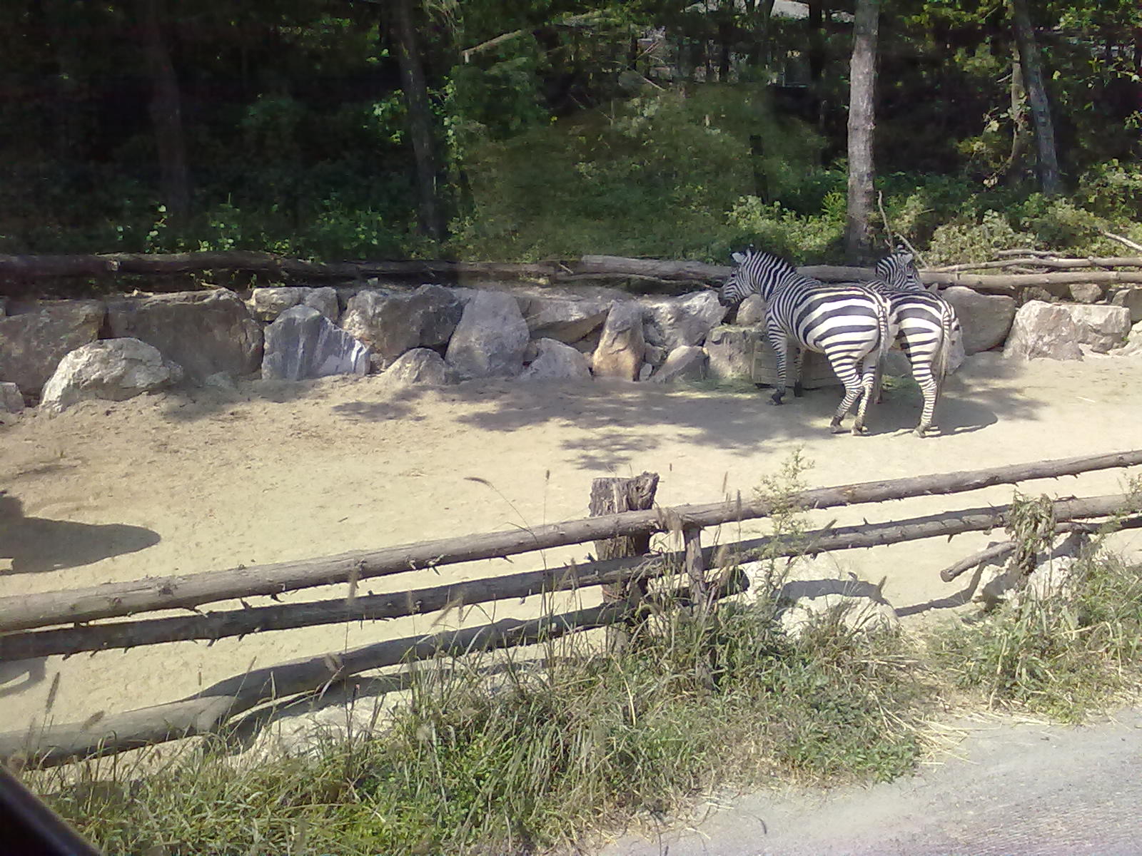 Everland Zoo