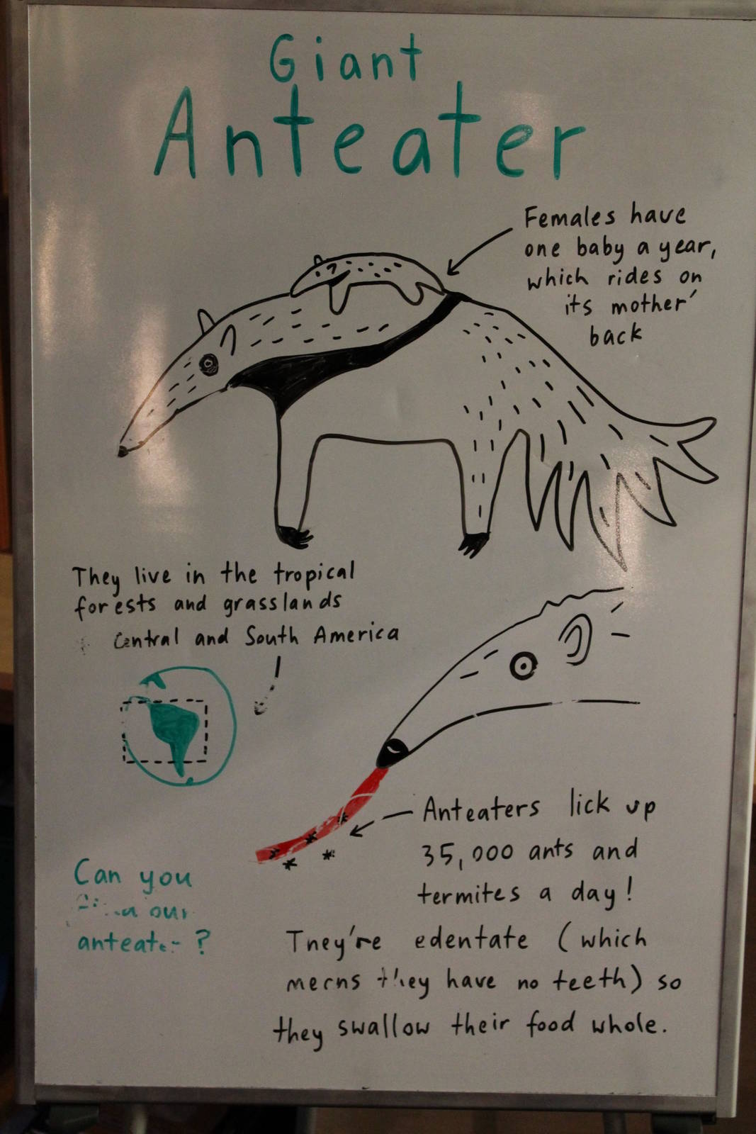 everybody likes giant anteaters!