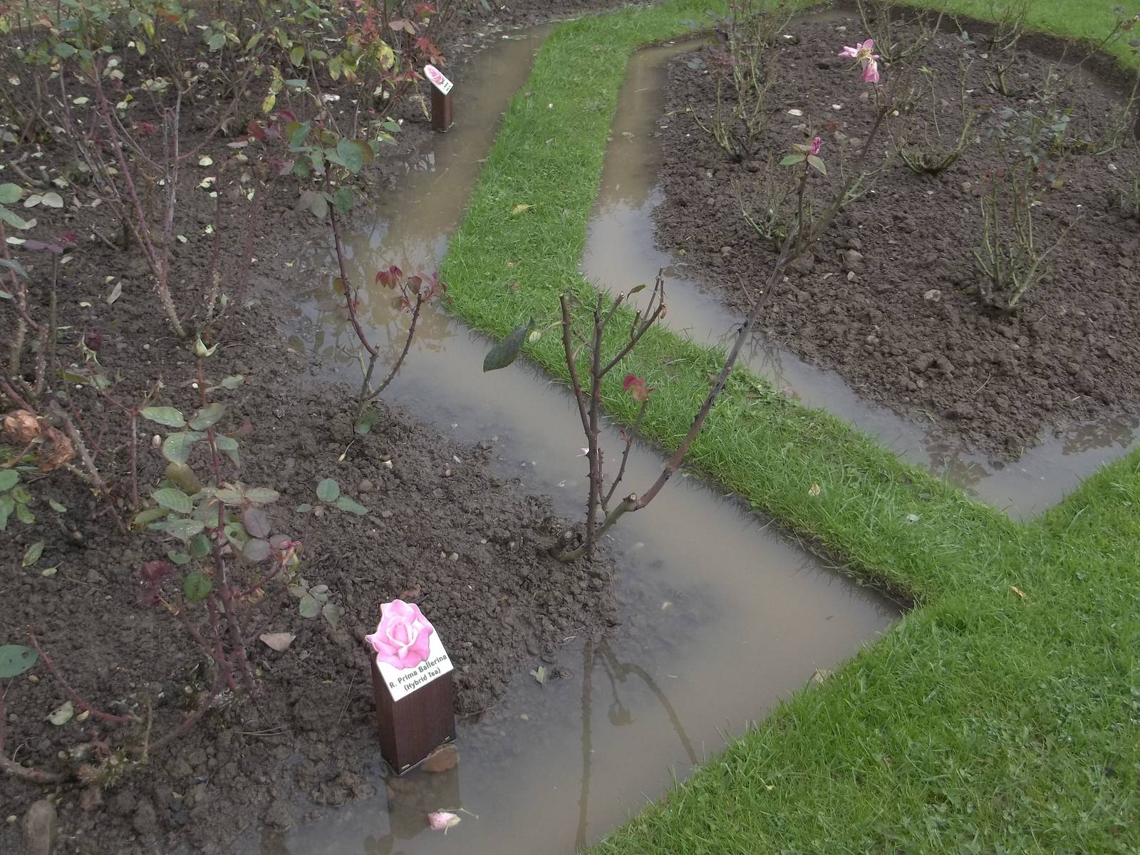 Evidence of soggy weather, 16th October 2014