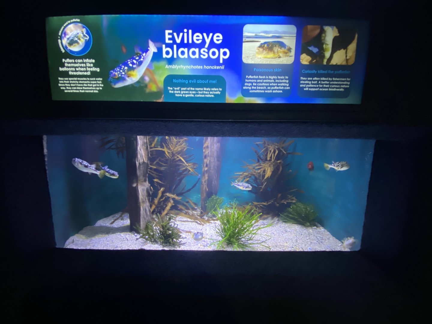 Evil eye blaasop aquarium