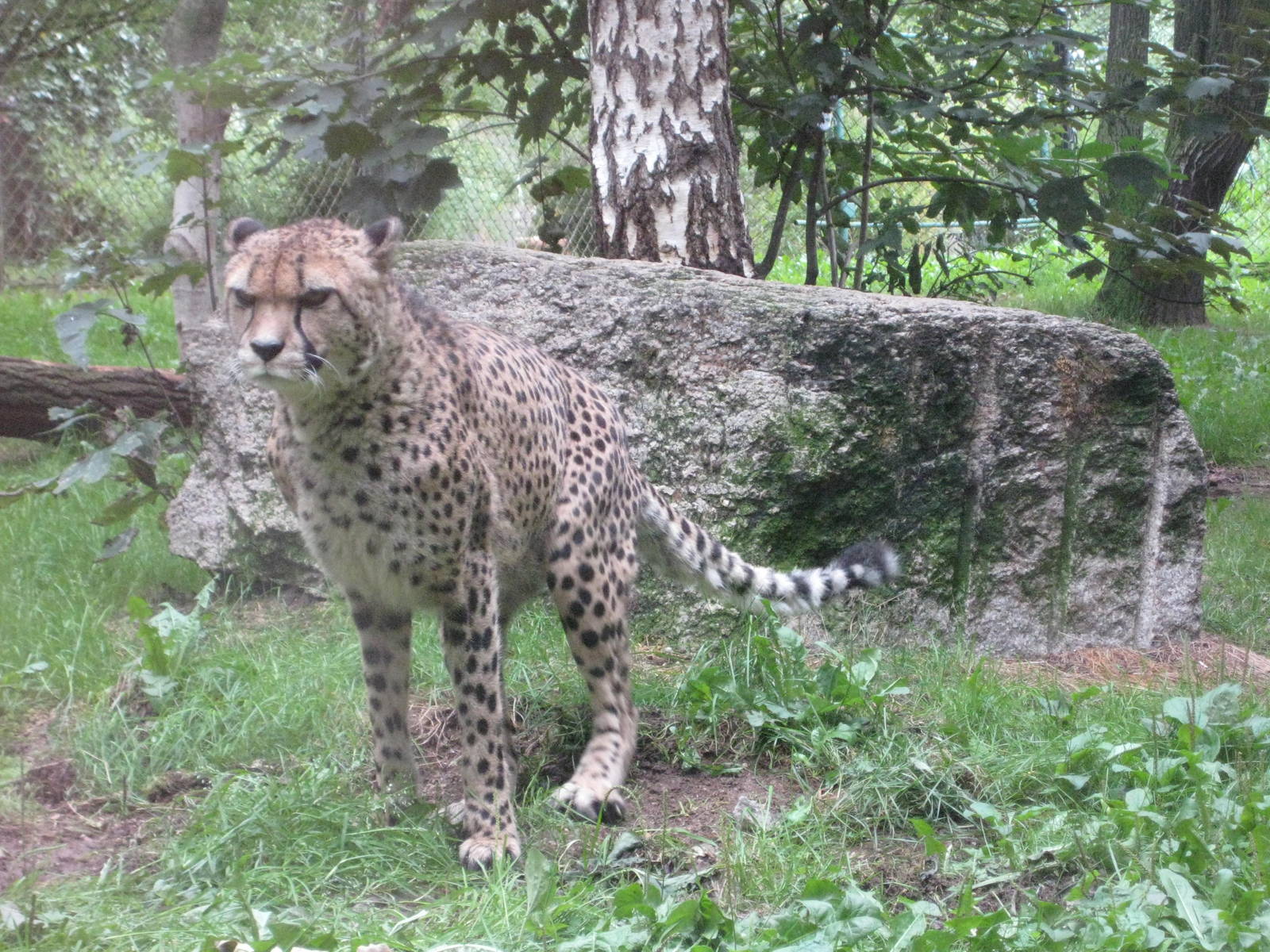 Evil Looking cheetah
