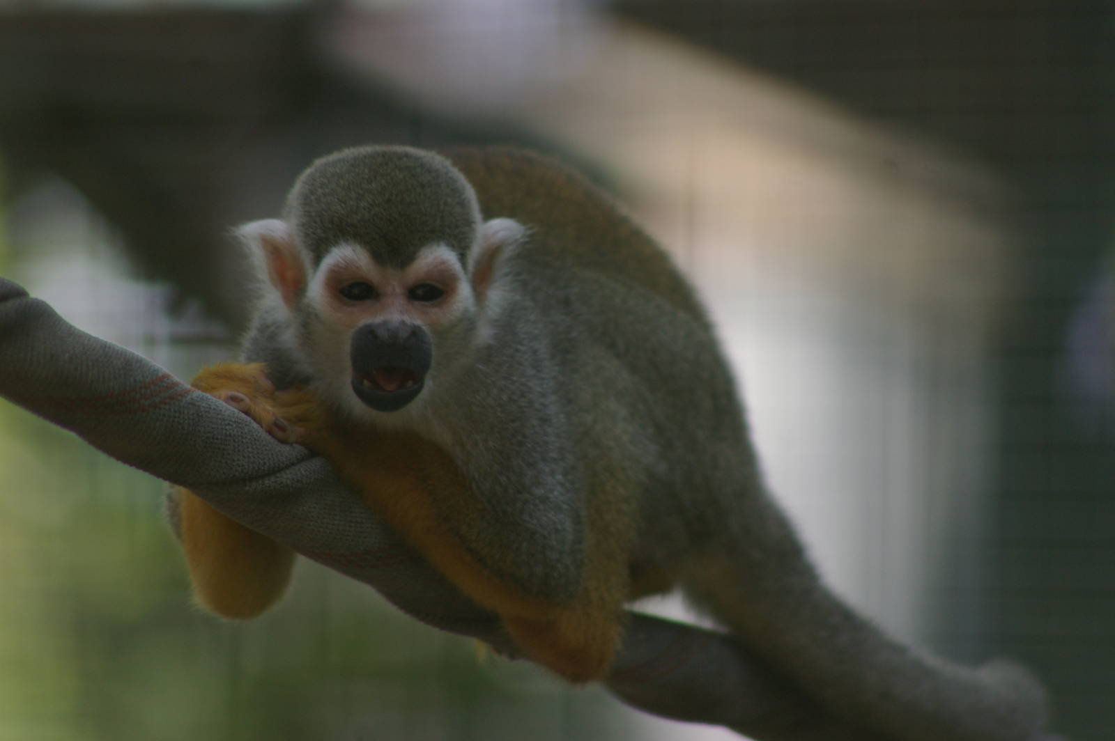 evil-looking squirrel monkey