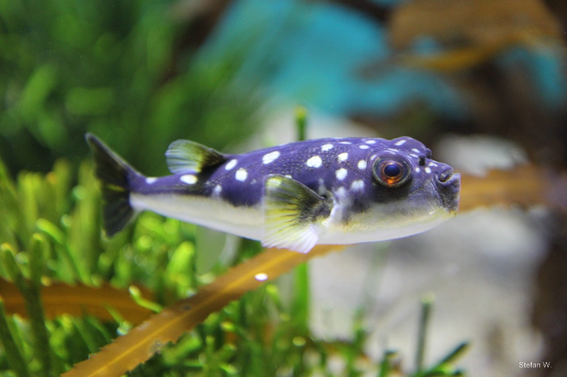 Evileye Pufferfish (Amblyrhynchotes honckenii)