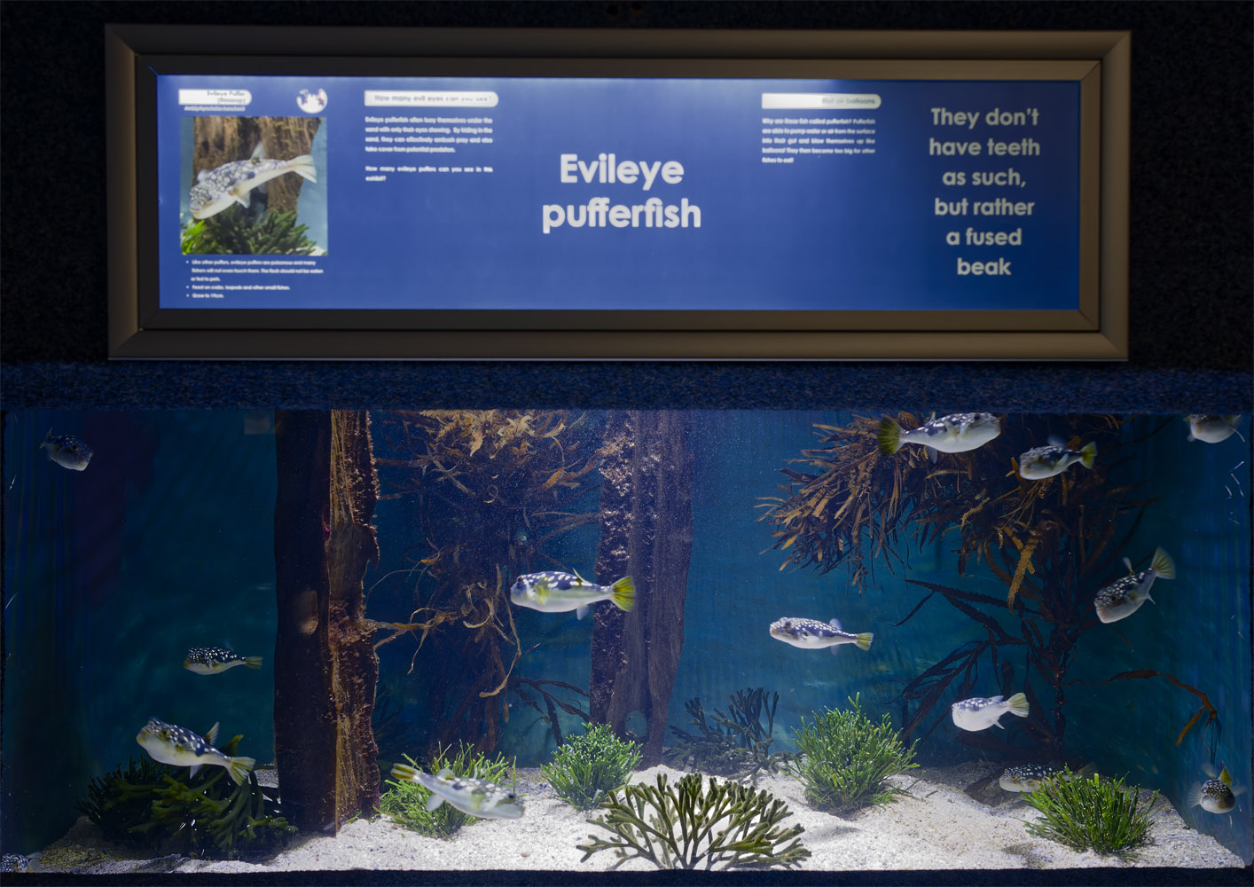 Evileye pufferfish tank