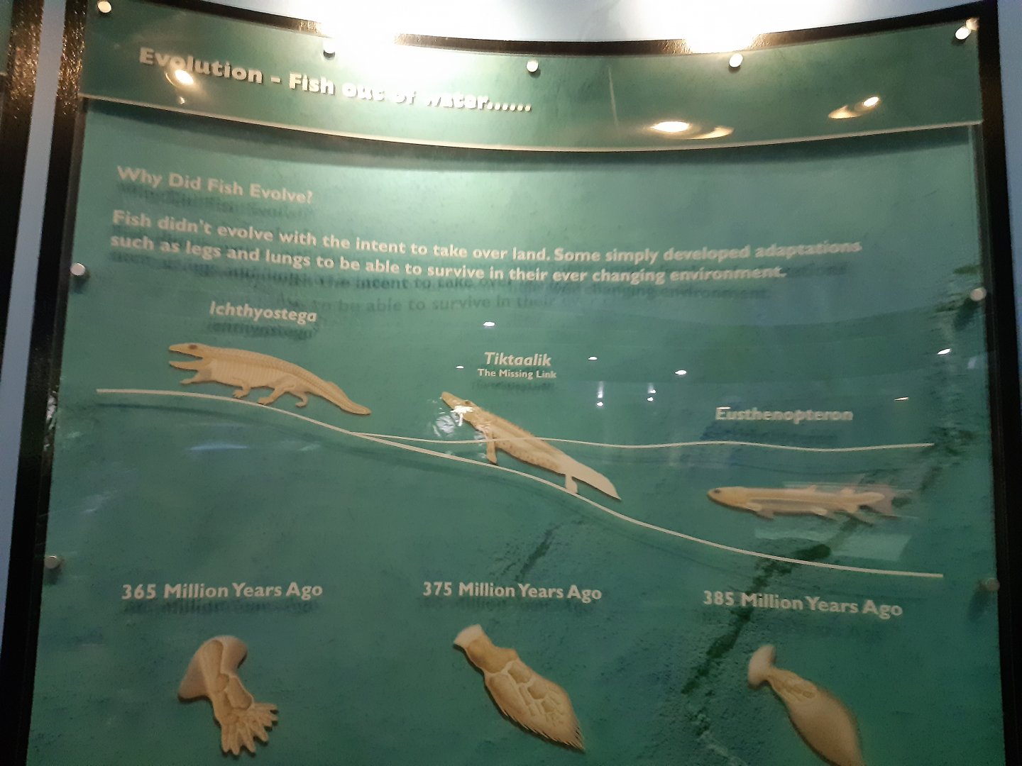 Evolution - Fish Out Of Water