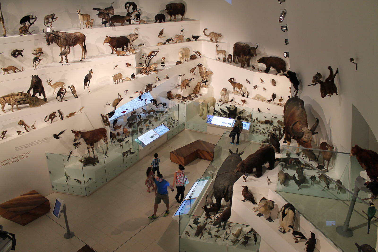 Evolution Gallery