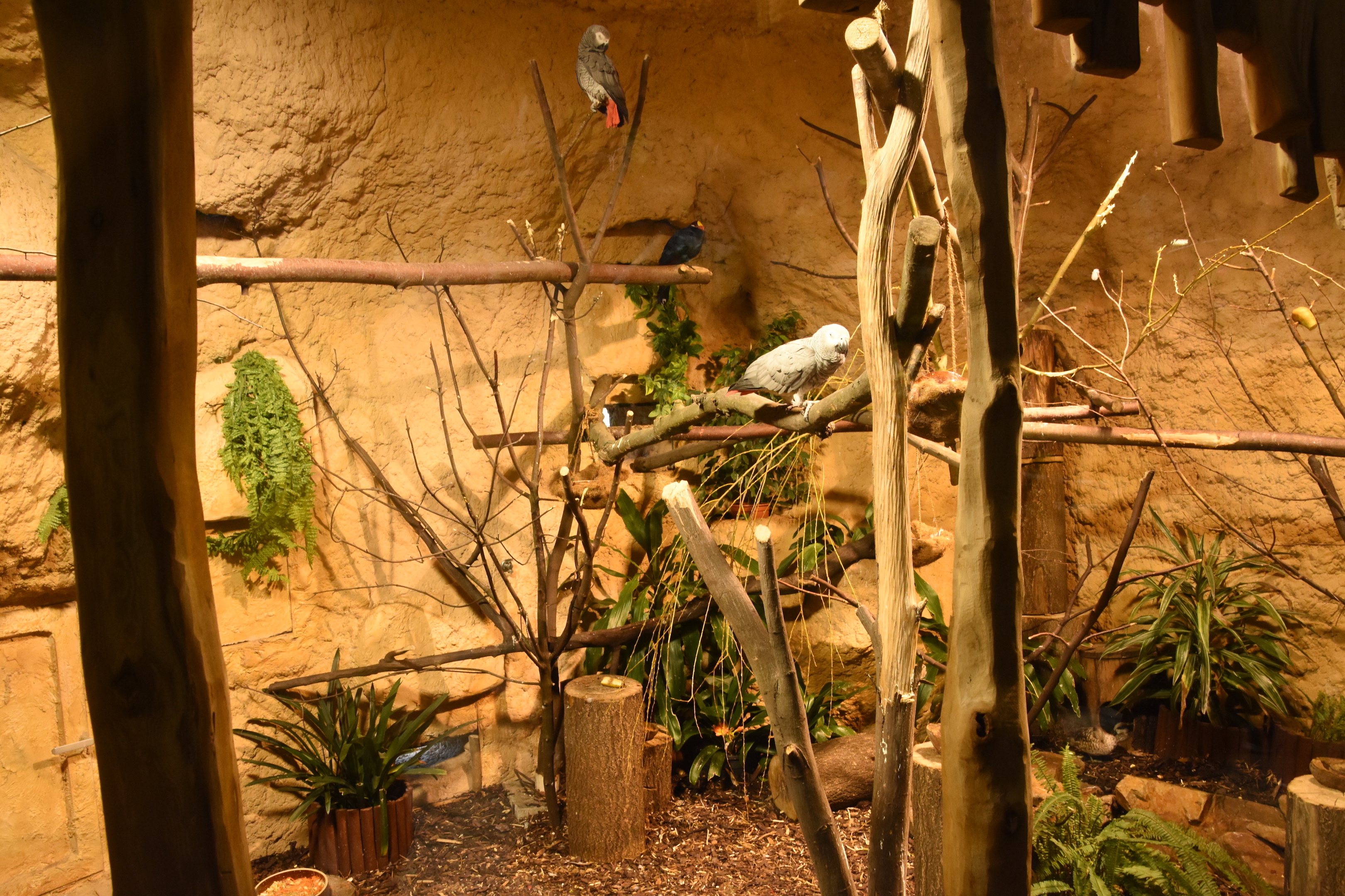 Evolution house - Aviary