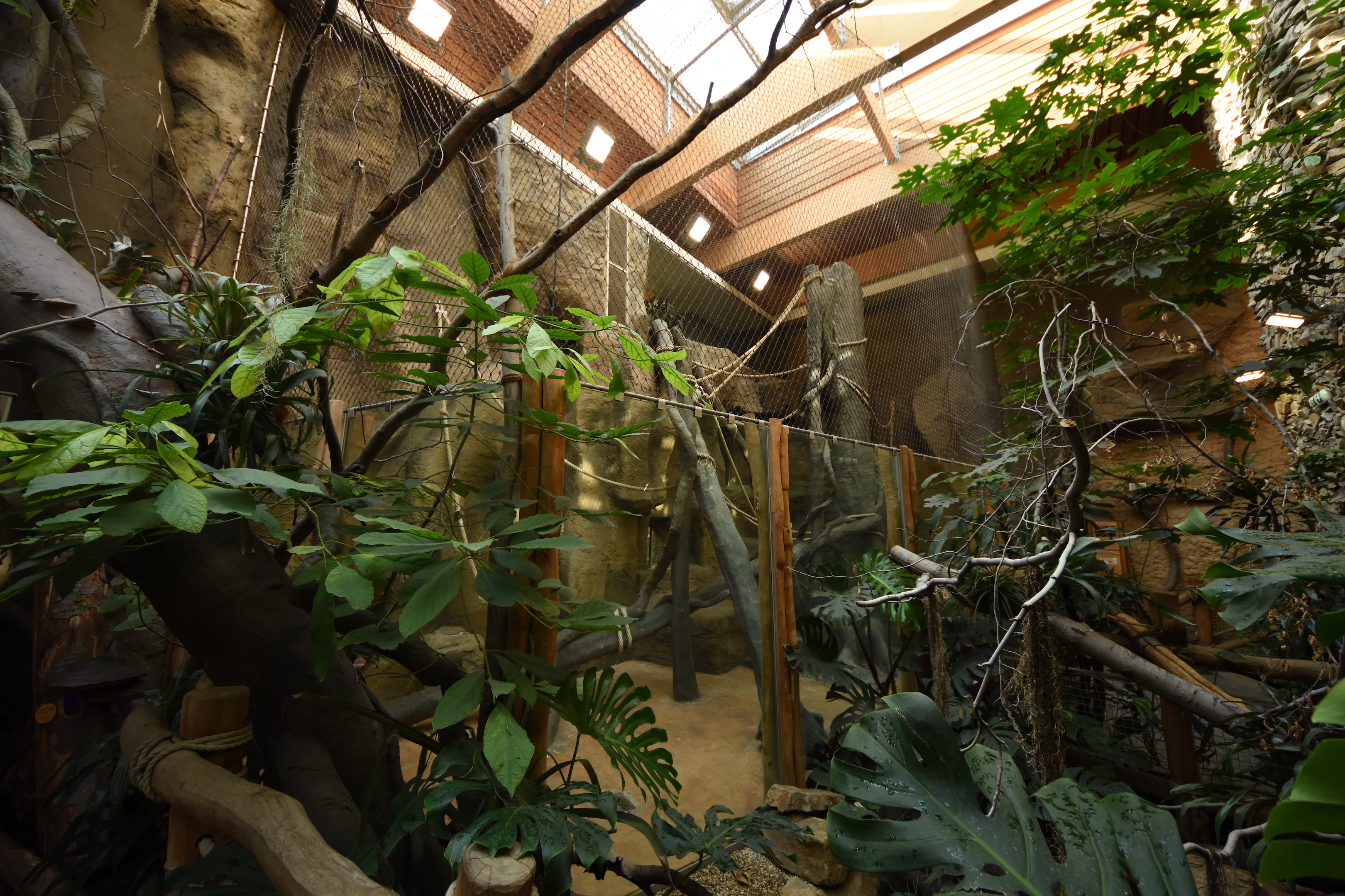 Evolution house - Chimpanzee indoors