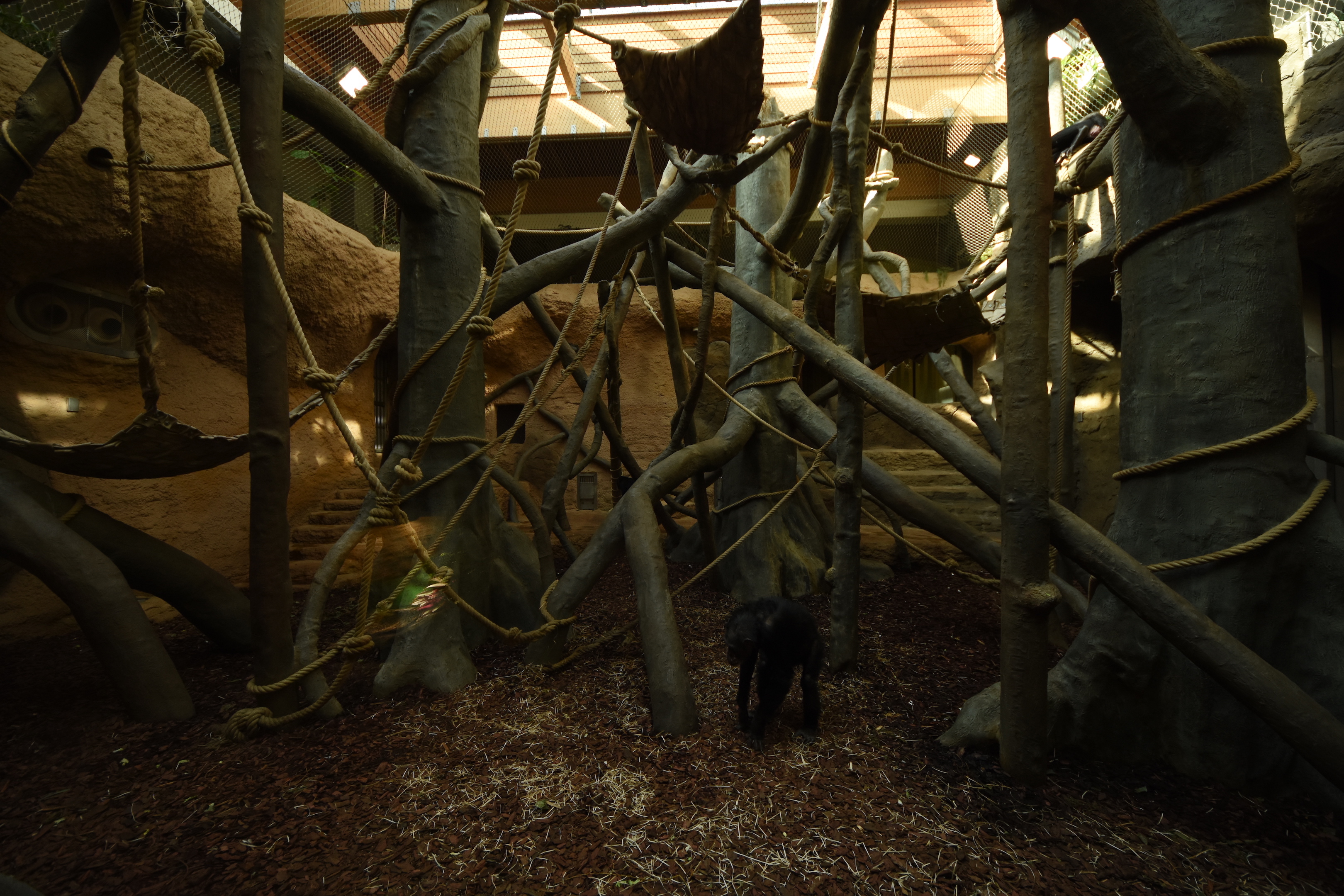 Evolution house - Chimpanzee indoors