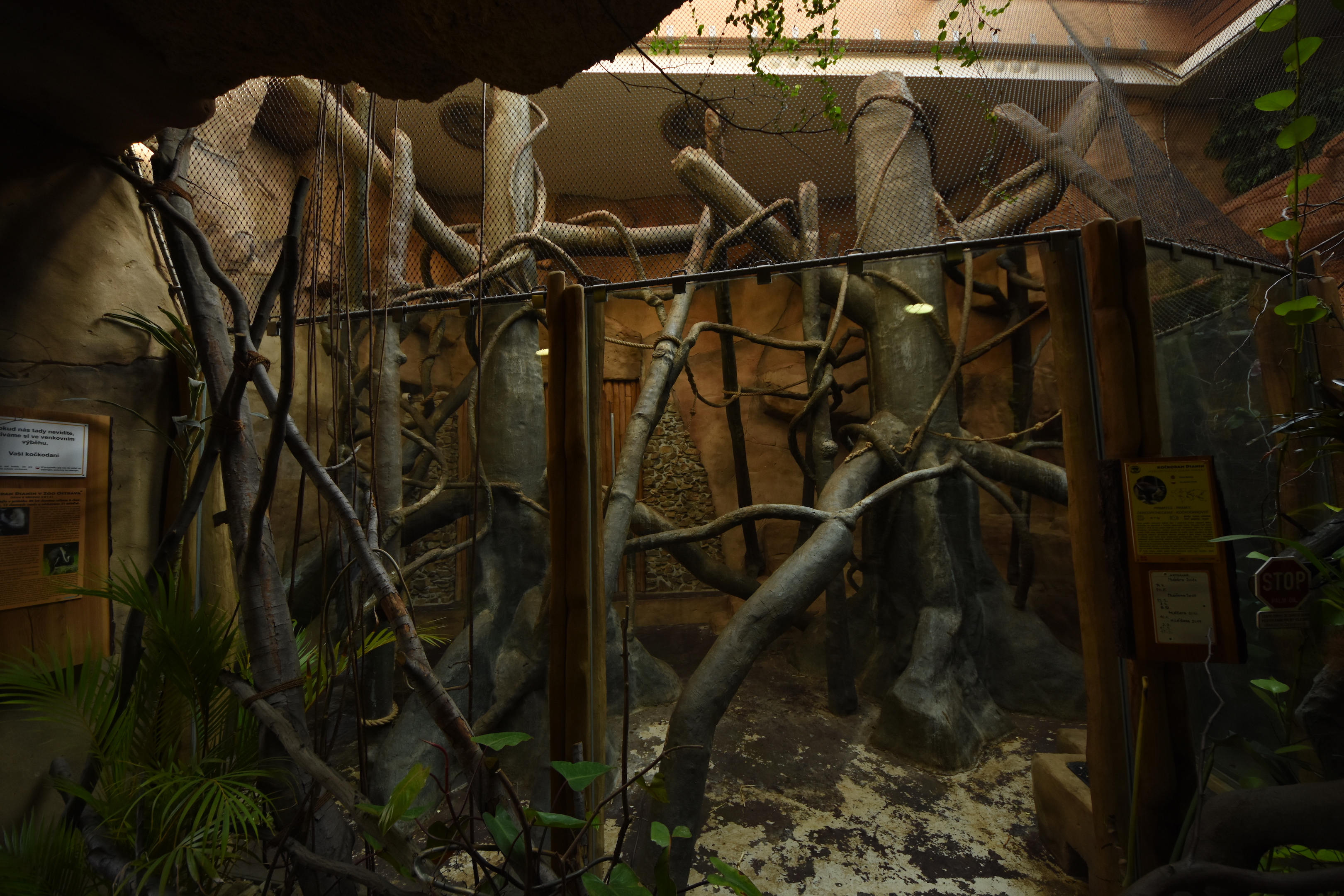 Evolution house - Diana monkey indoors