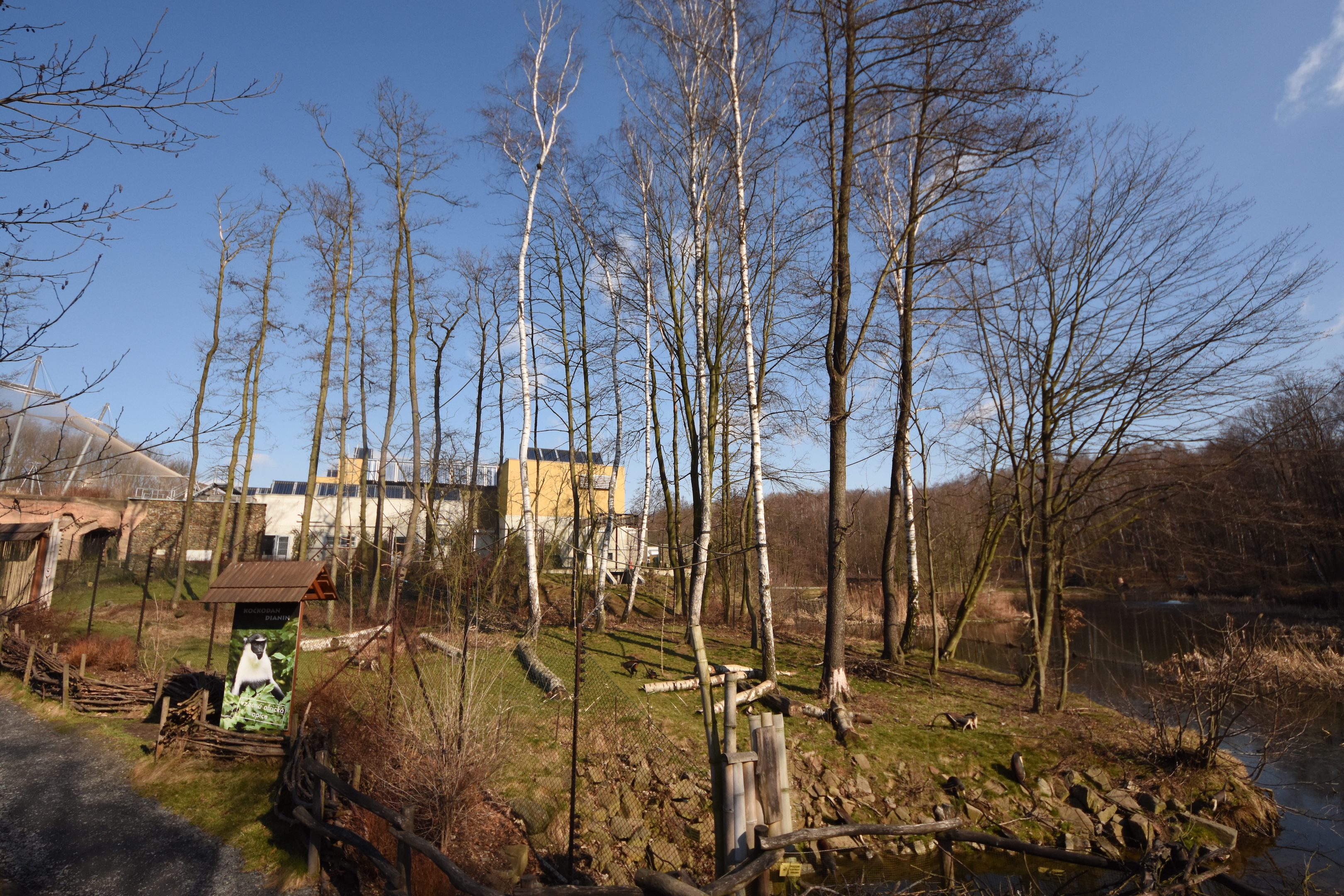 Evolution house - Diana monkey outdoors