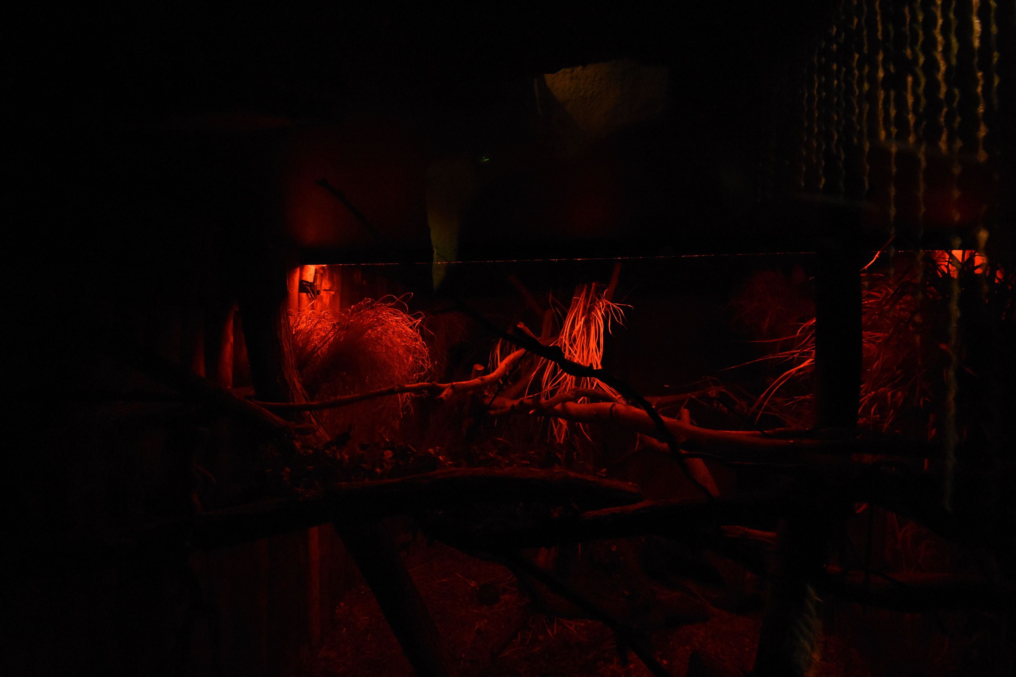 Evolution house - Western tree hyraxes