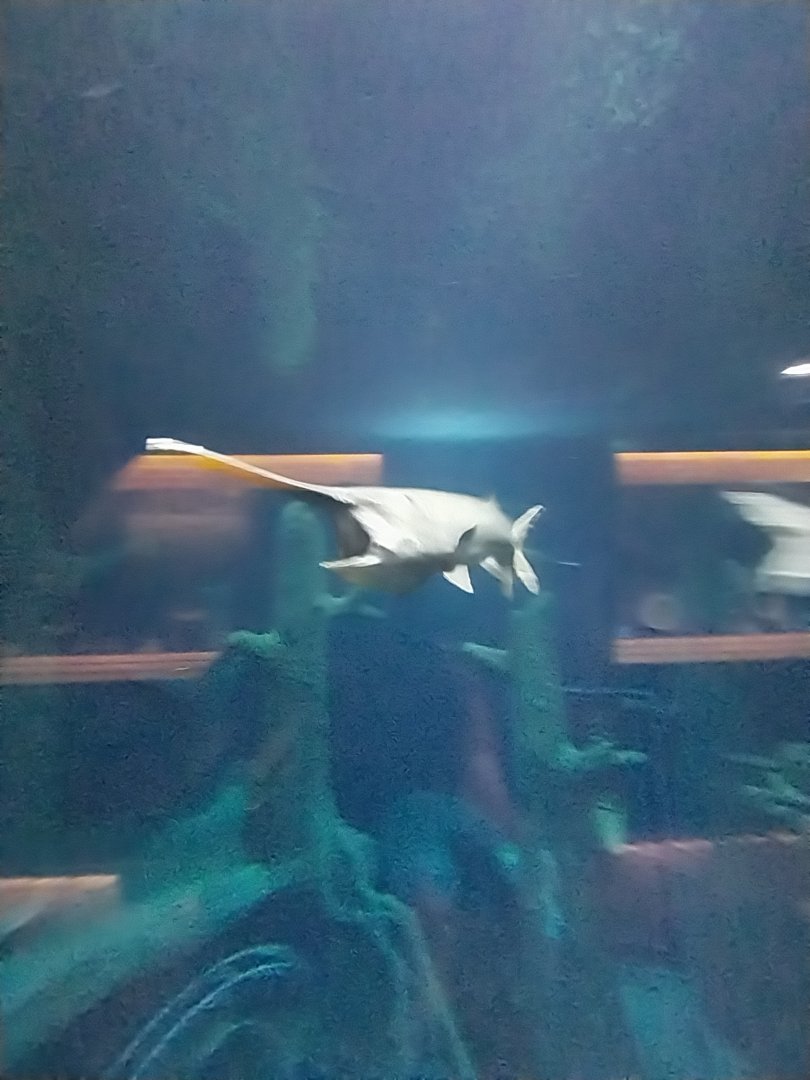 Evolution - Mississippi paddlefish (Polyodon spathula)
