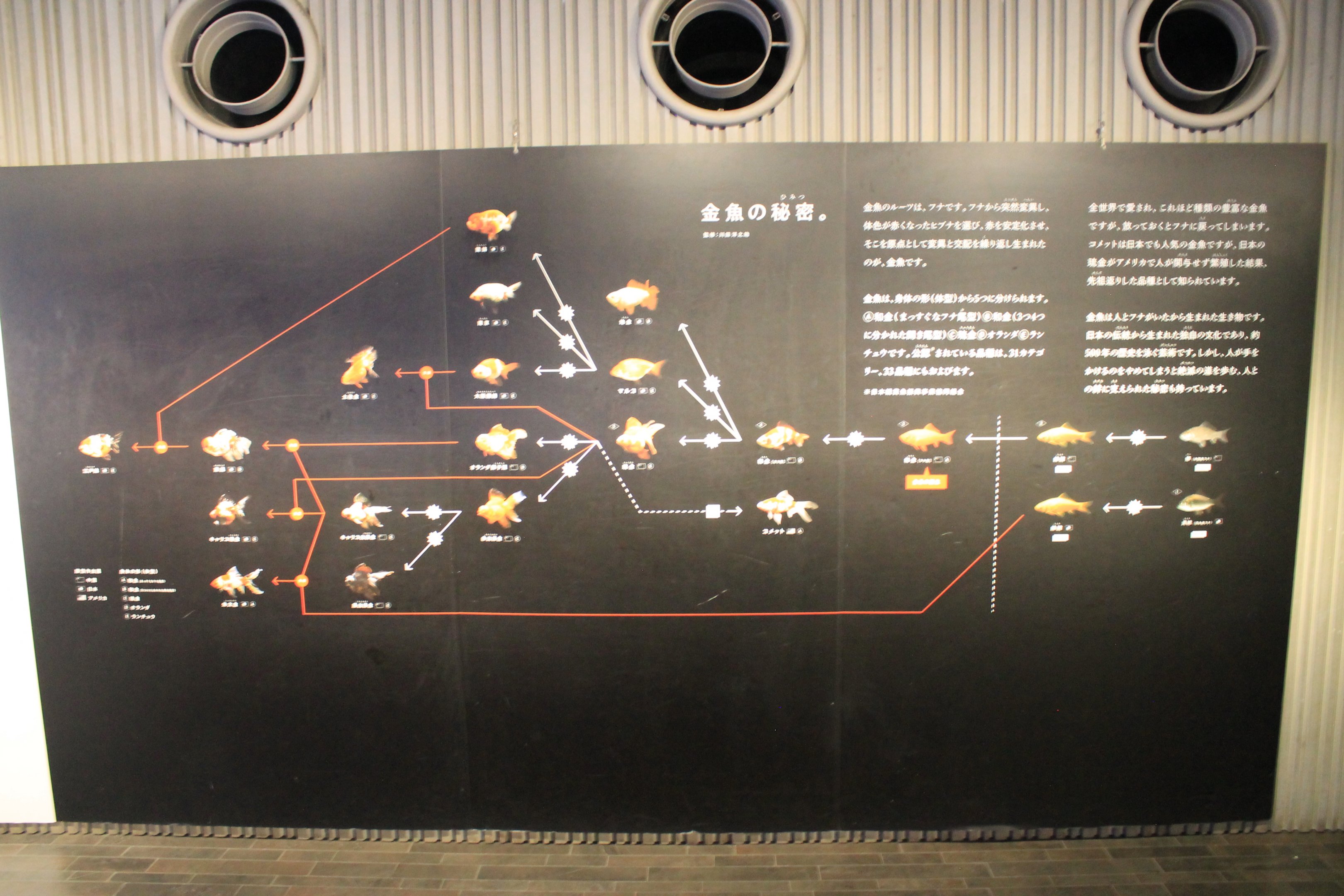 Evolution of goldfish breeds in Japan