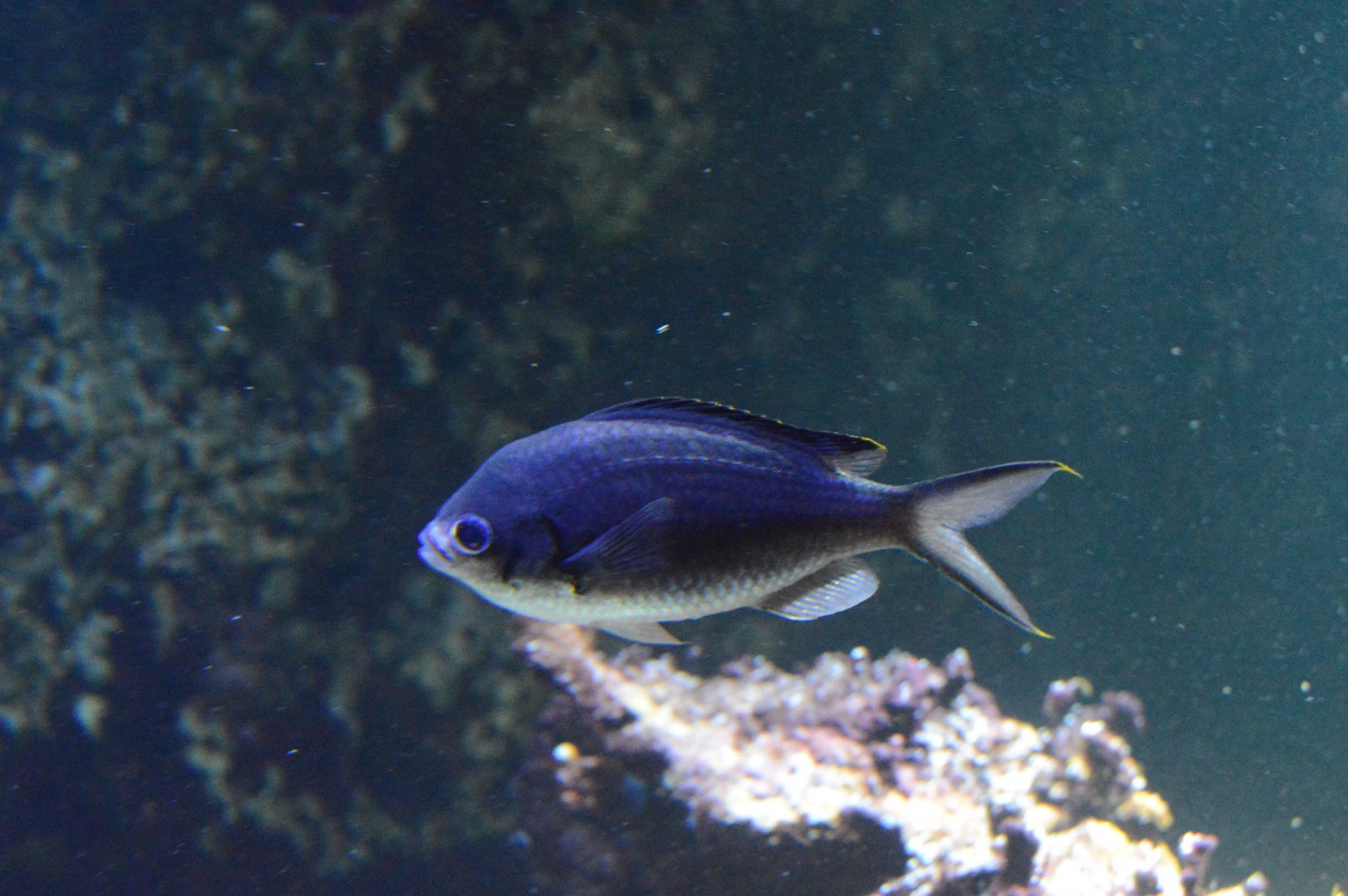 Evolving Through Adaptation - Brown Chromis (Azurina multilineata)