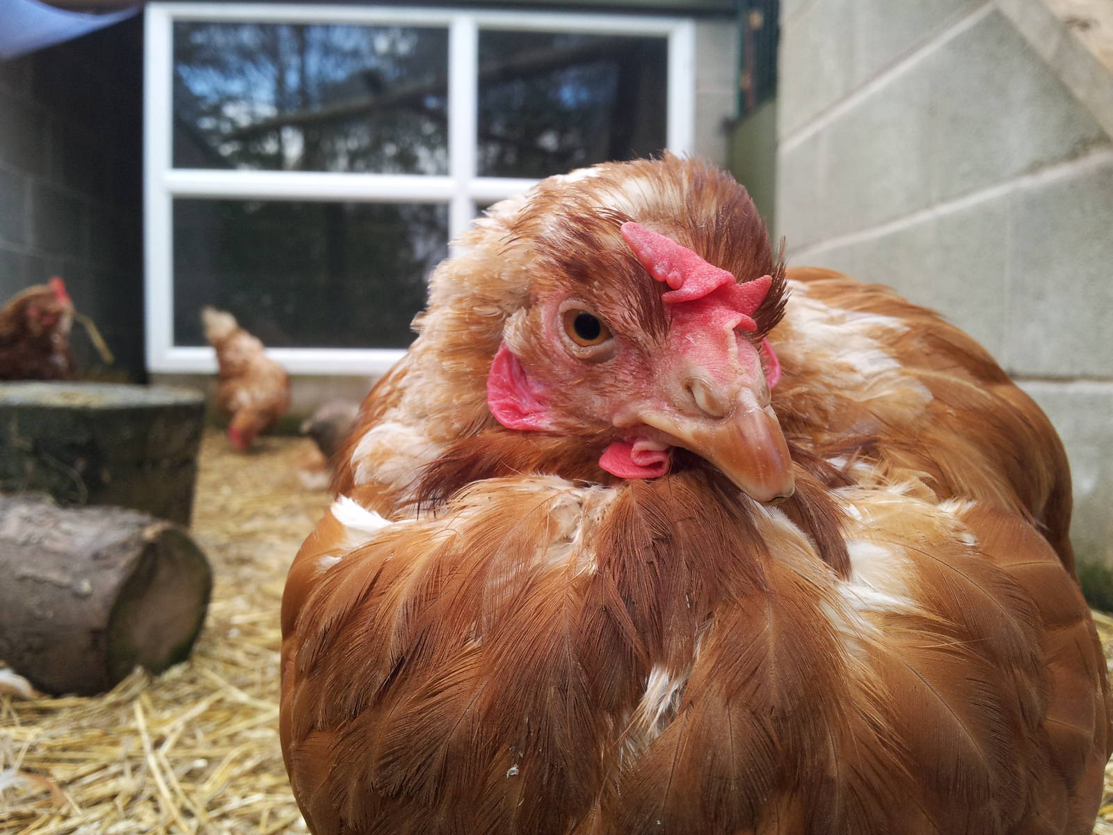 Ex-battery Chicken - 16/10/2011