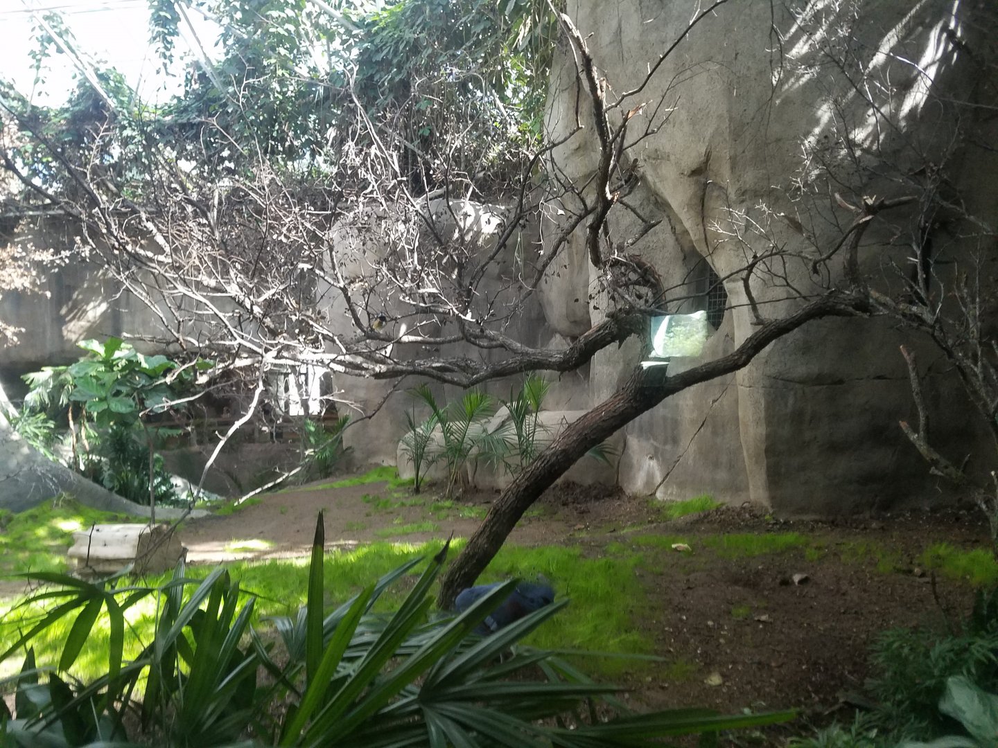 Ex-Gorilla Exhibit Aviary