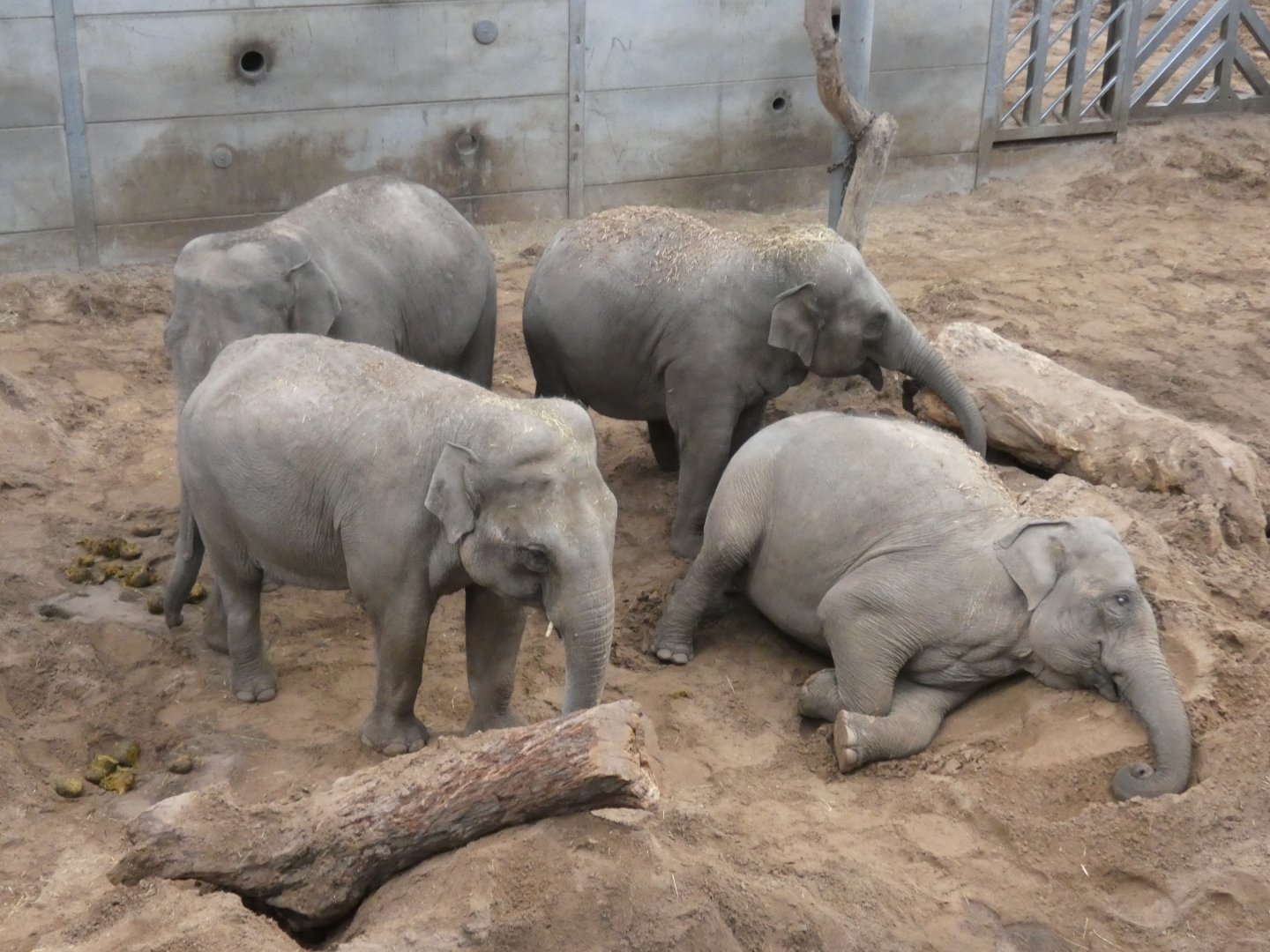 Ex-Twycross Elephants
