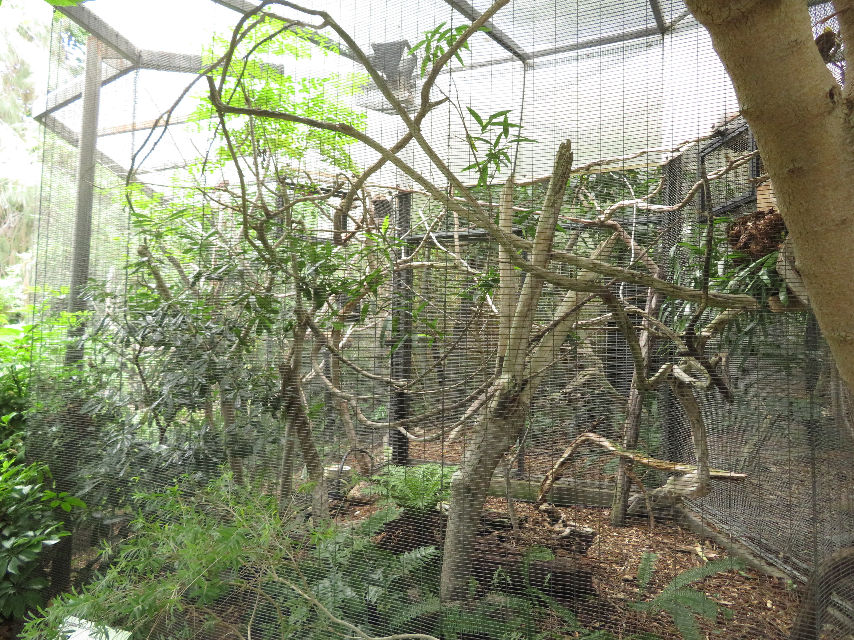 Example Bird-of-Paradise Enclosure