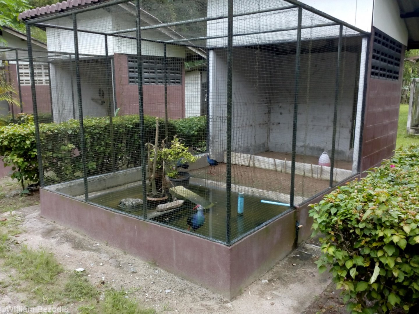 Example Cage for Small Waterbirds