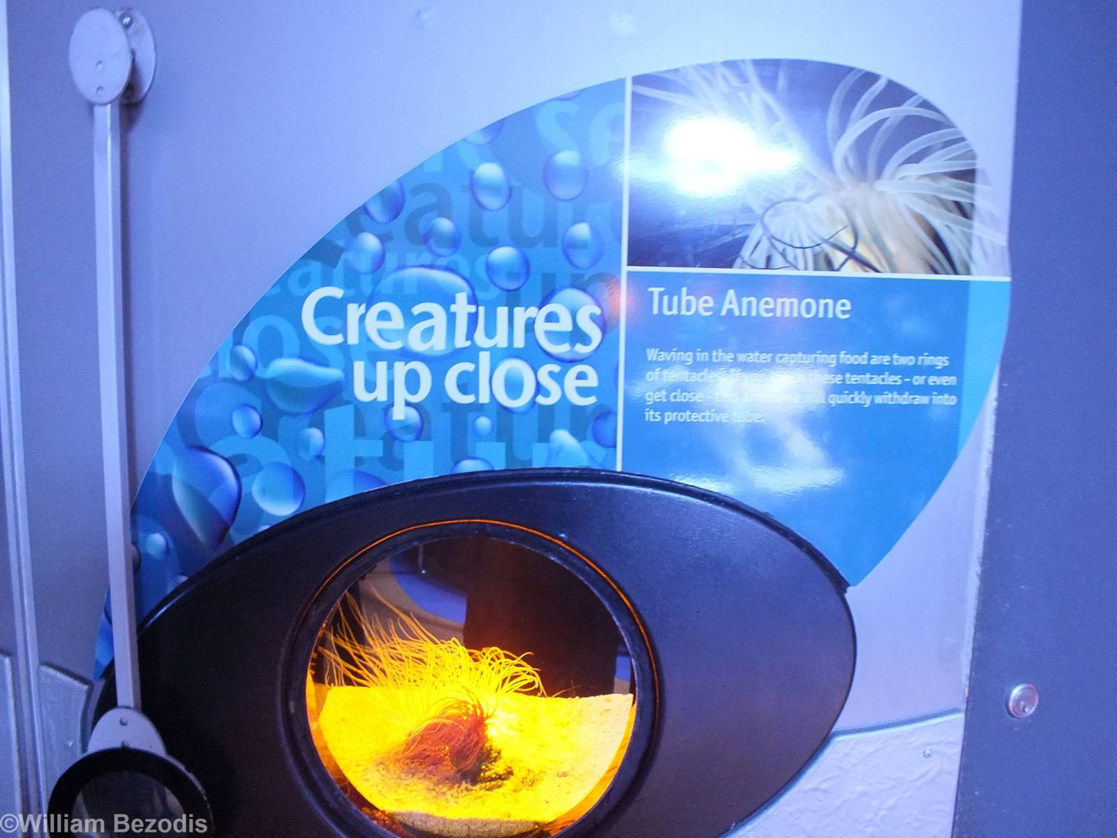 Example Display in Creatures Up Close Exhibit